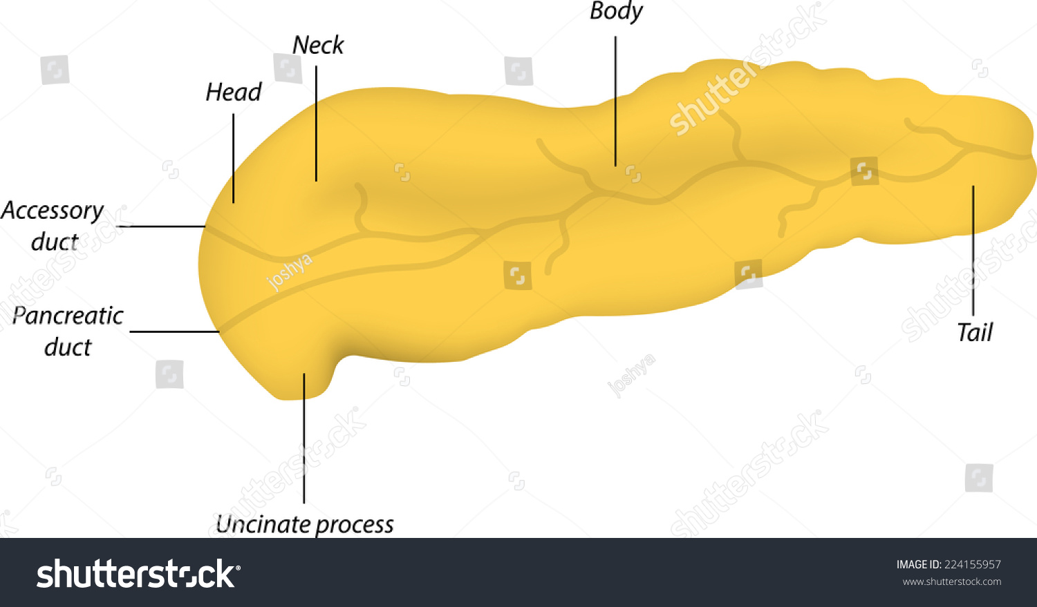 Pancreas Anatomy Stock Vector Illustration 224155957 : Shutterstock