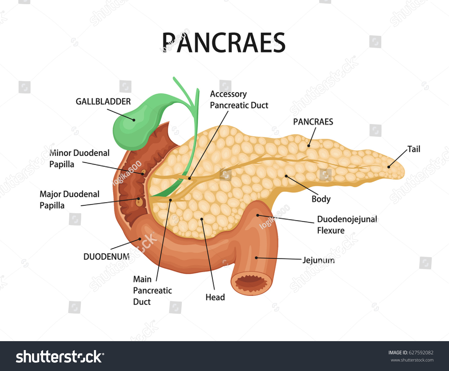 Pancreas Duodenum Location On White Background Stock Vector (Royalty ...