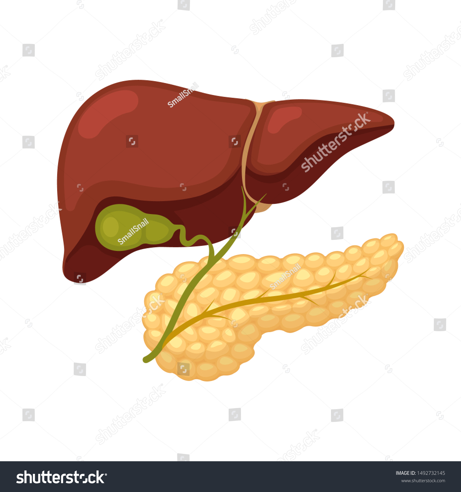 Pancreas Gall Bladder Liver Bile Ducts Stock Vector Royalty Free 1492732145 Shutterstock