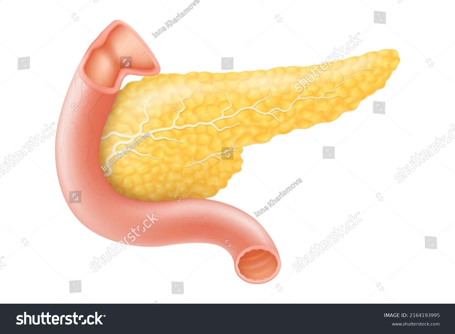 Pancreas Human Internal Organ Anatomy Vector Stock Vector (Royalty Free ...