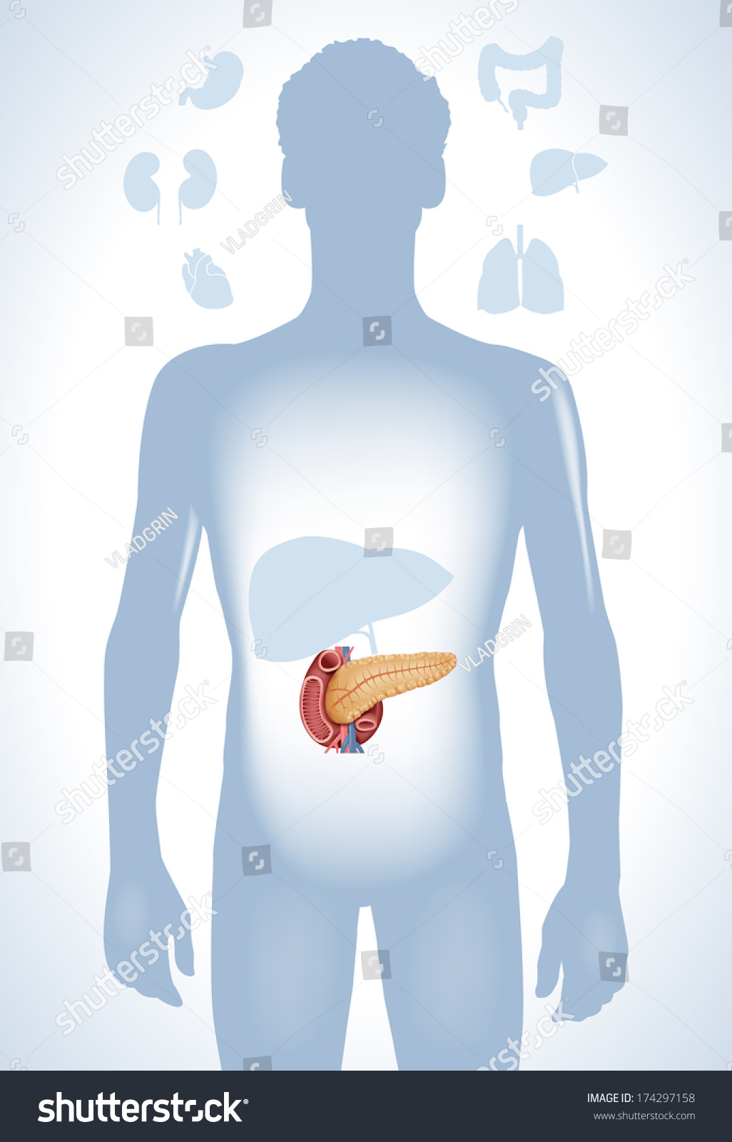 Pancreas Modern Medical Infographics Internal Organs In A Human Body Anatomy Of People Stock