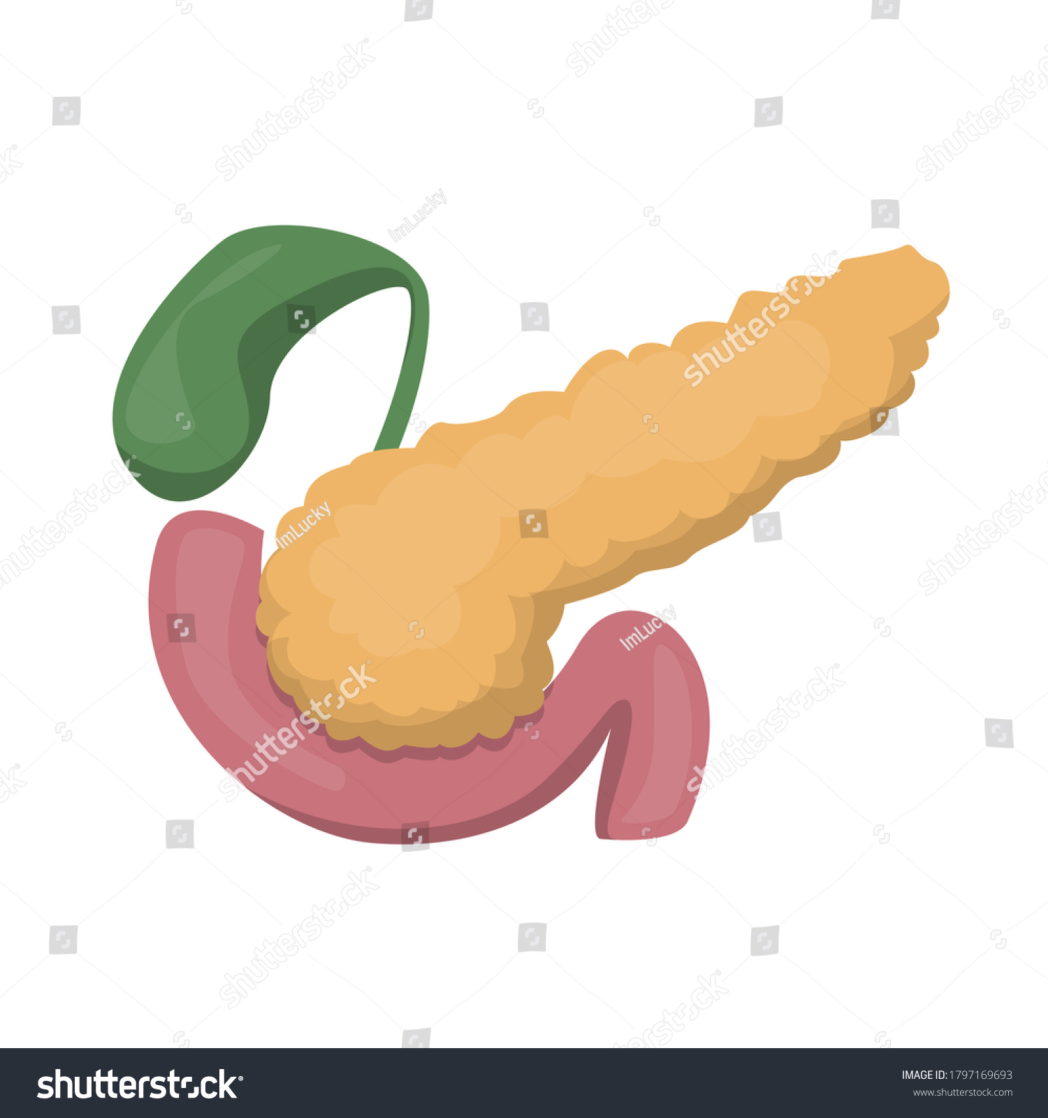 Pancreas Vector Isolated Human Internal Organ Stock Vector (Royalty ...