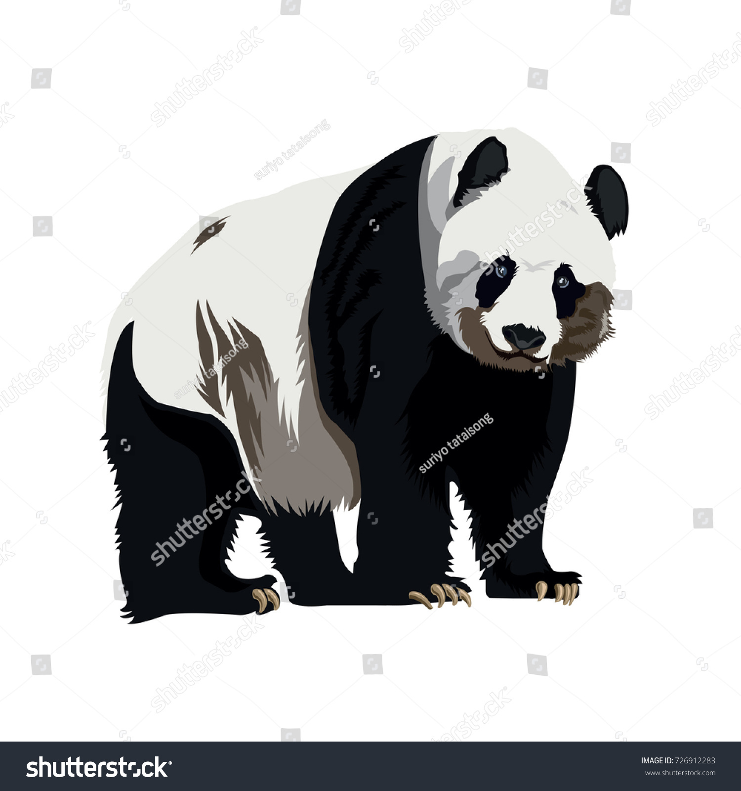 Panda Drawing Vector By Illustrator Stock Vector Royalty Free