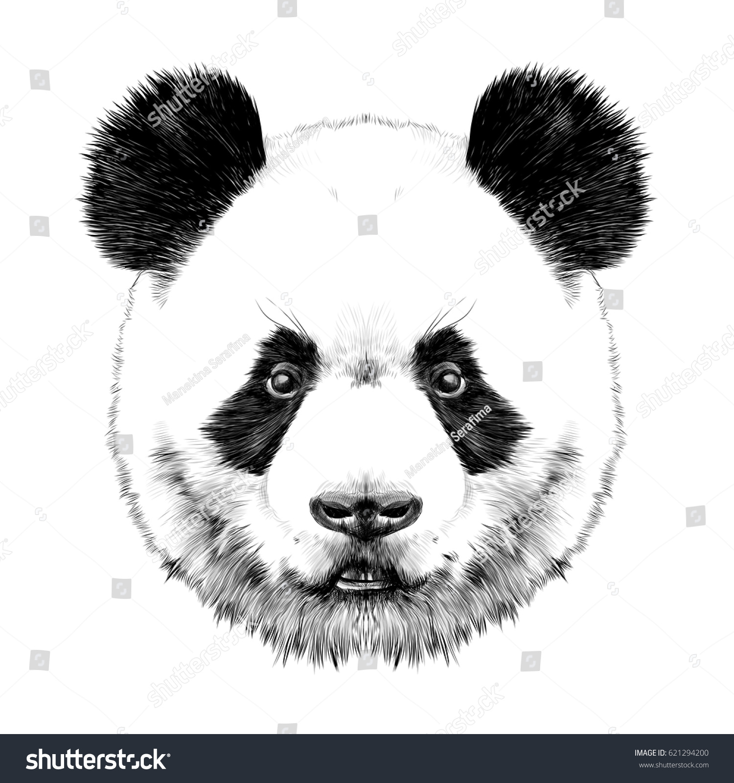 パンダの頭は対称的に見え スケッチベクターグラフィックスの白黒の図面 のベクター画像素材 ロイヤリティフリー