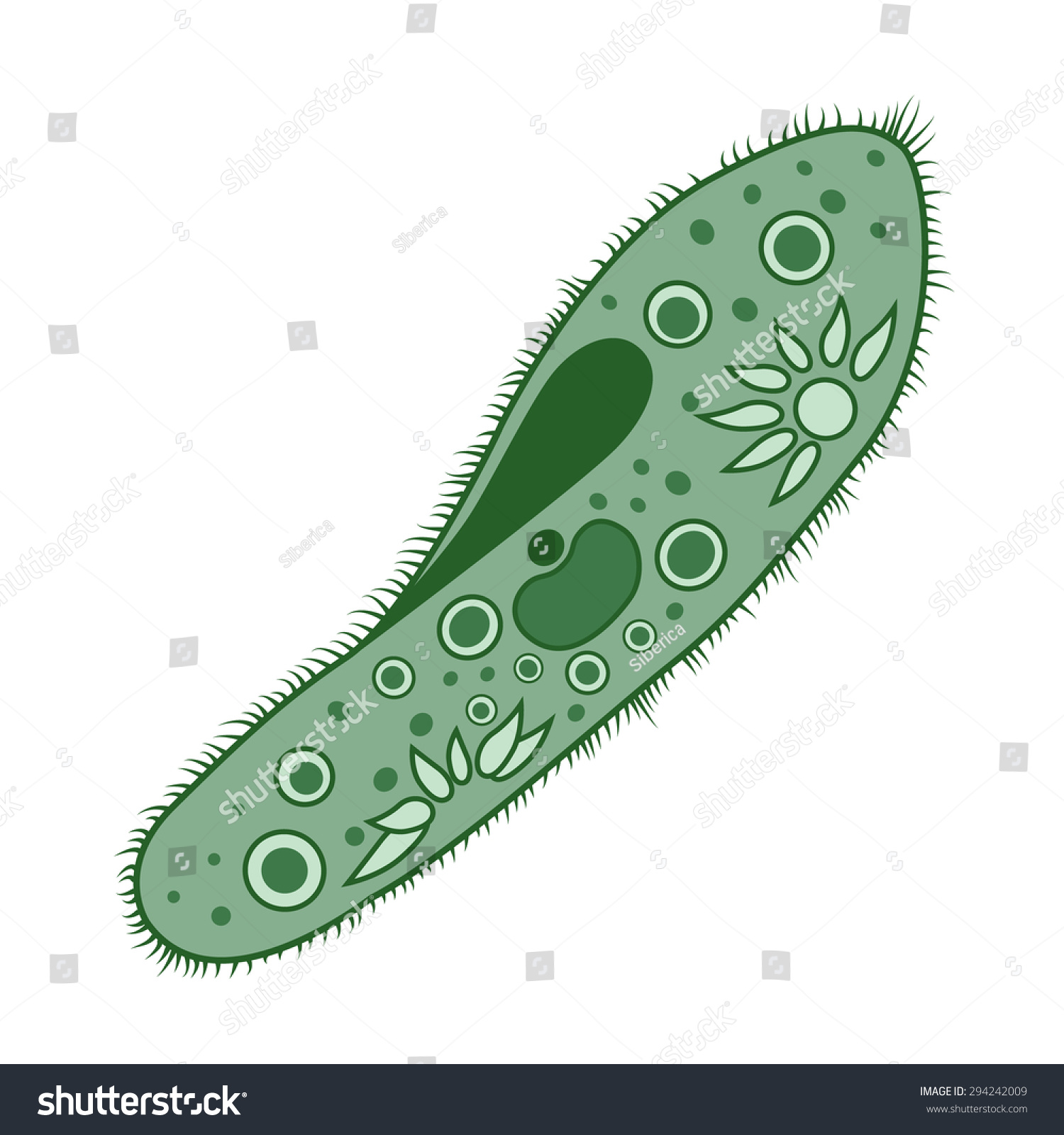 Paramecium Phylum Ciliophora Infusorium Isolated On Stock Vector ...