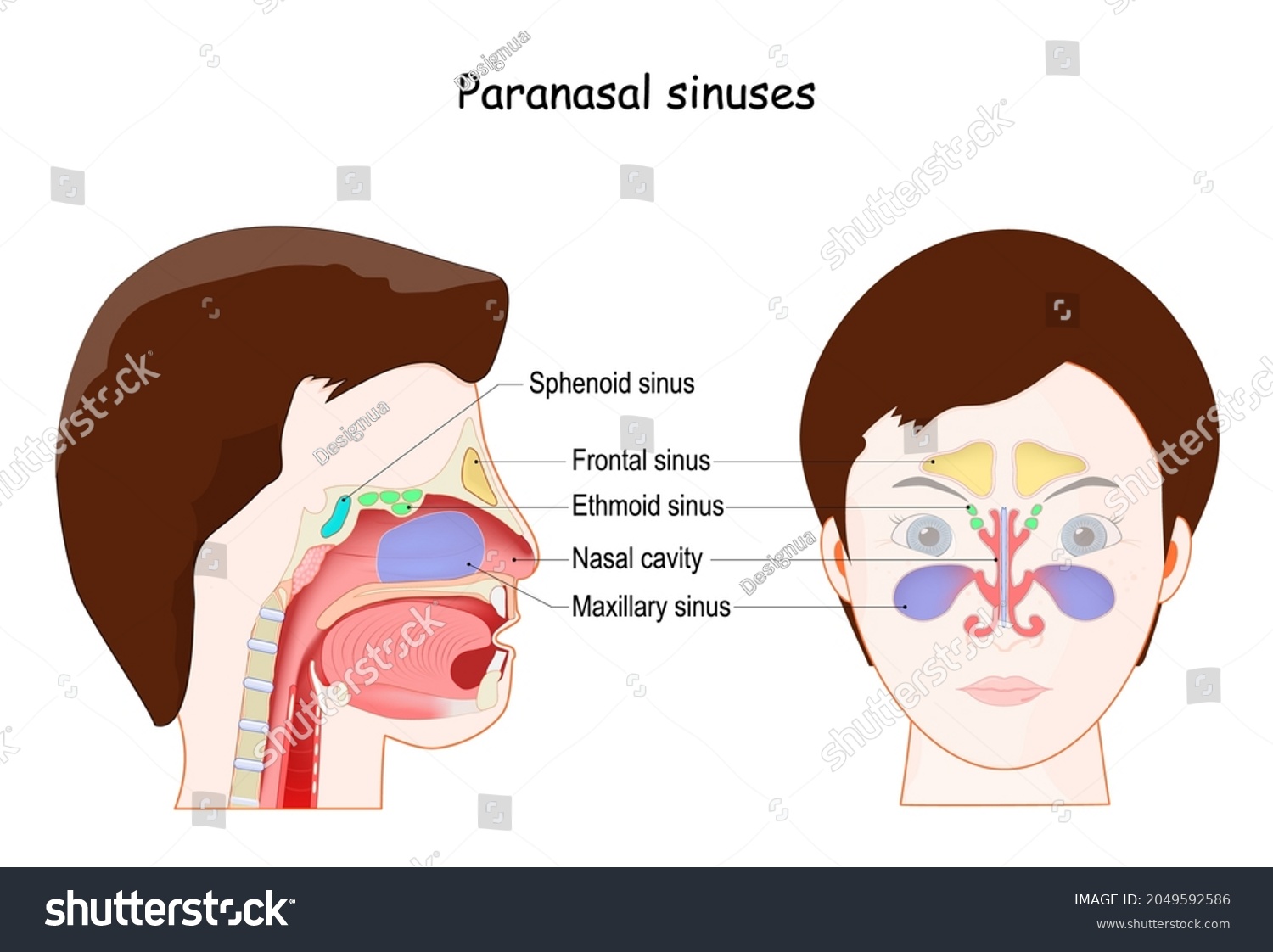 Paranasal Sinuses Ethmoid Frontal Maxillary Sphenoid: Stockvector ...