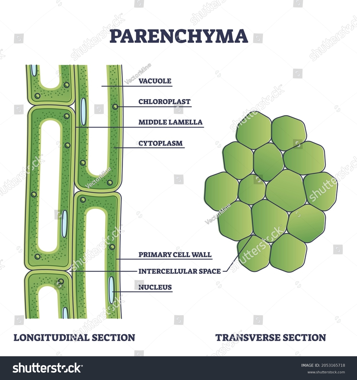 922 Parenchyma cells Images, Stock Photos & Vectors | Shutterstock