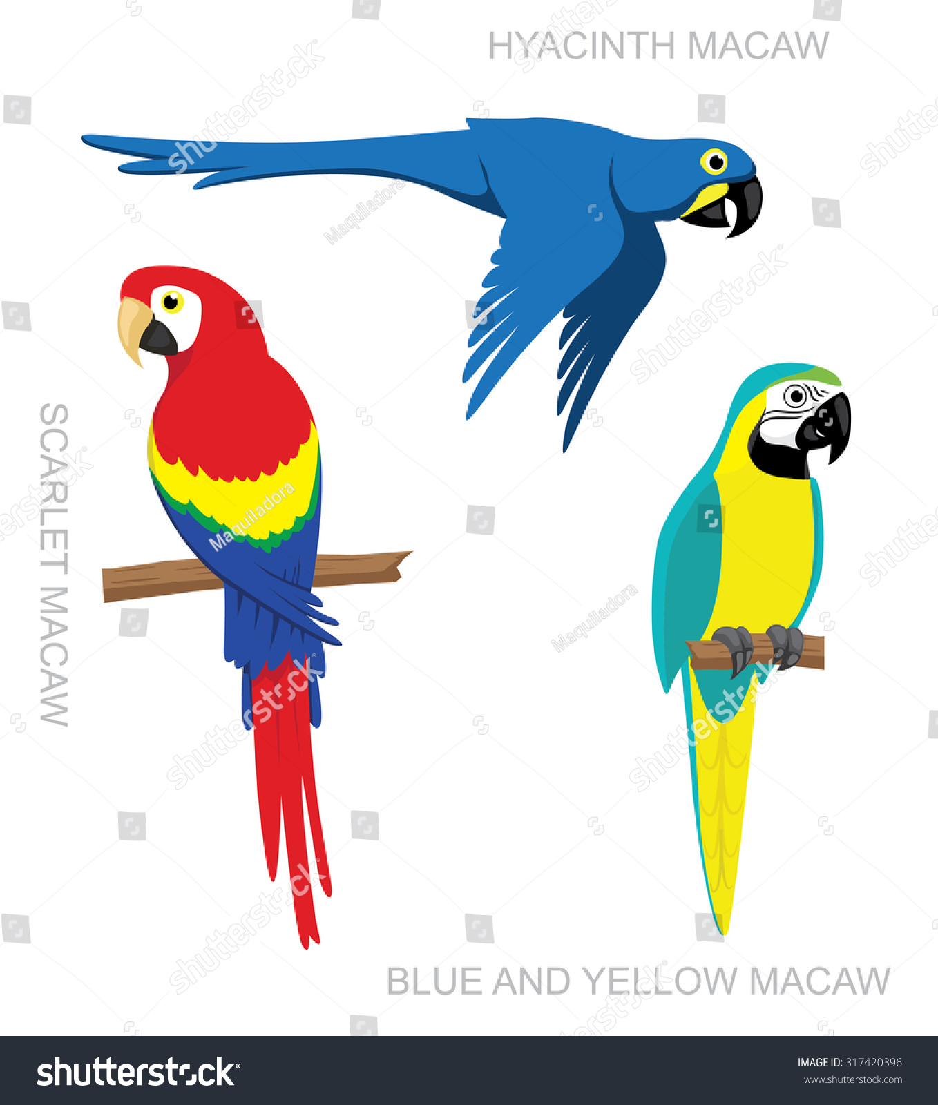 Parrot Macaw Cartoon Vector Illustration 库存矢量图 免版税