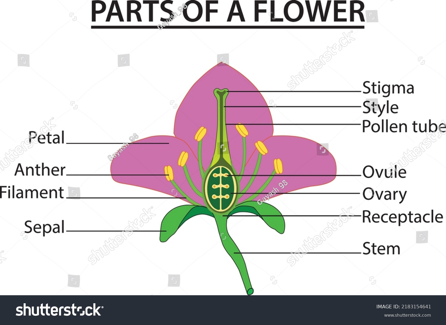 Part Flower Diagram Flower Showing Anther Stock Vector (Royalty Free ...