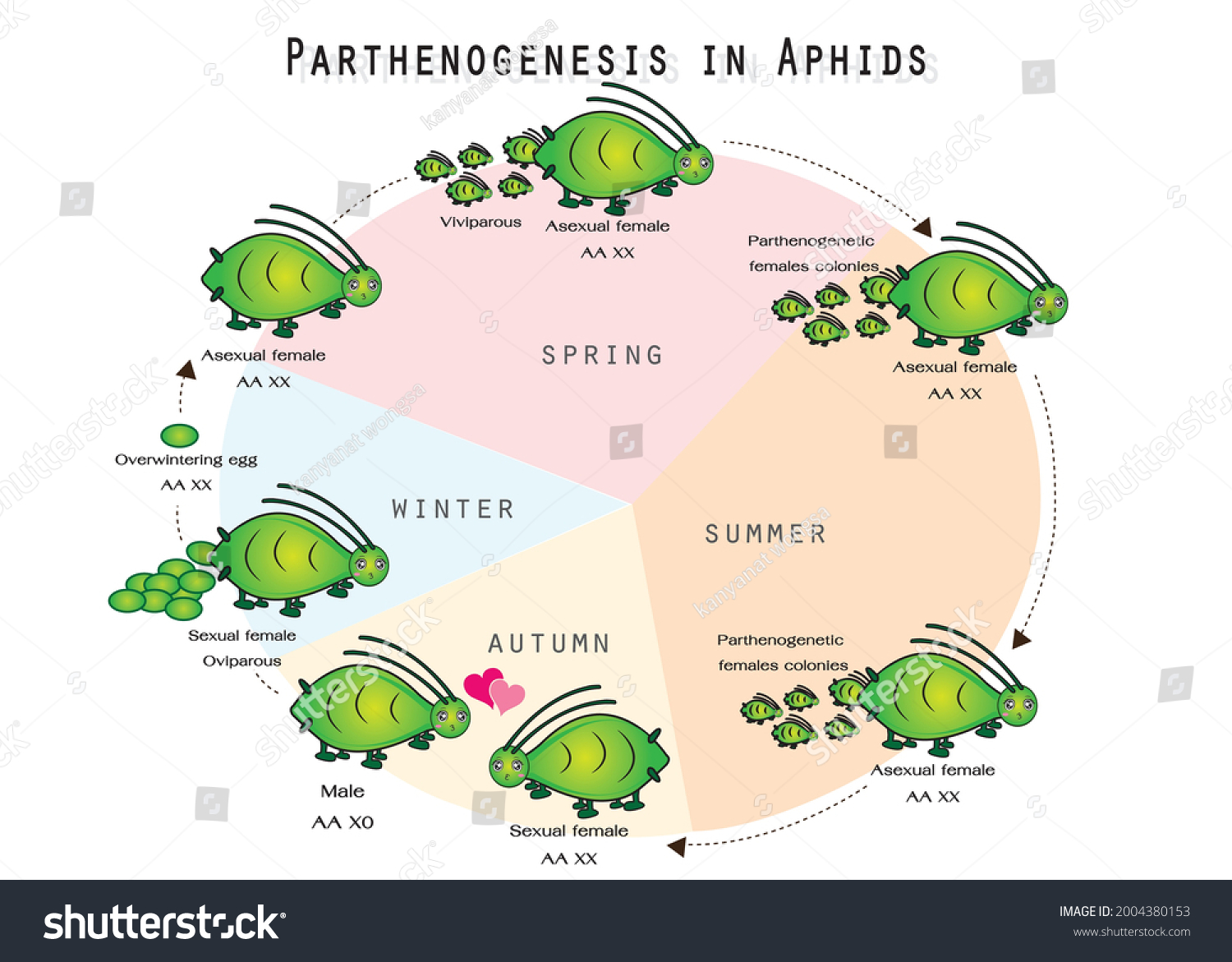 Parthénogenèse 11 Illustrations Images Et Images Vectorielles De Stock Shutterstock 0531