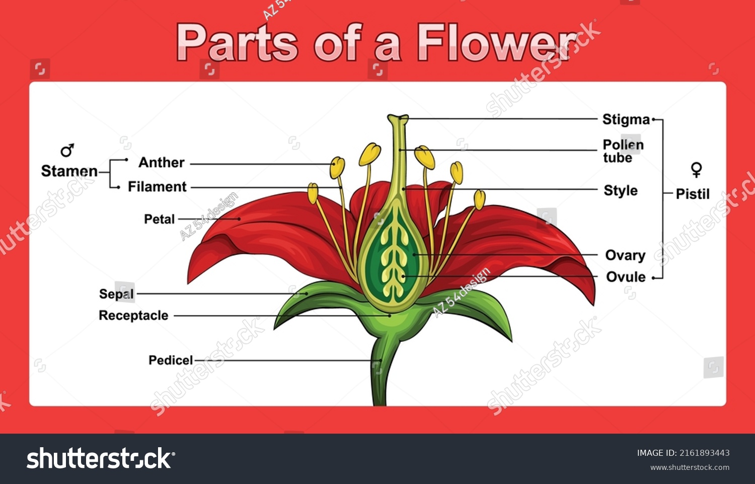 Parts Flower Illustration Colored Vector Education Stock Vector ...