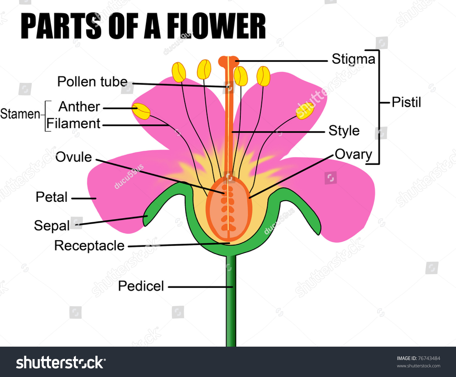 Parts Flower Vector Illustration Flower Diagram Stock