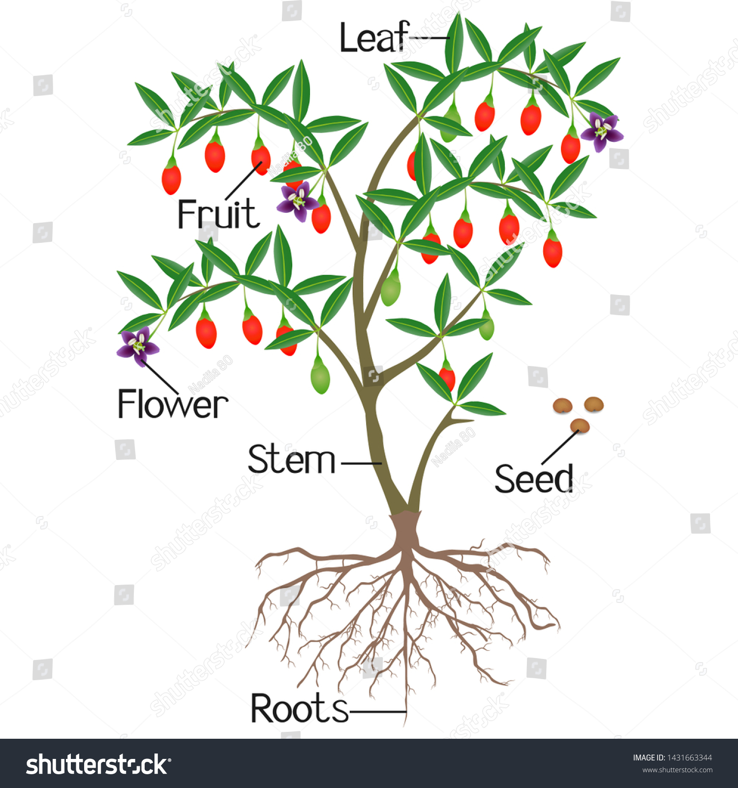 Parts Goji Berry Plant On White Stock Vector (Royalty Free) 1431663344 ...