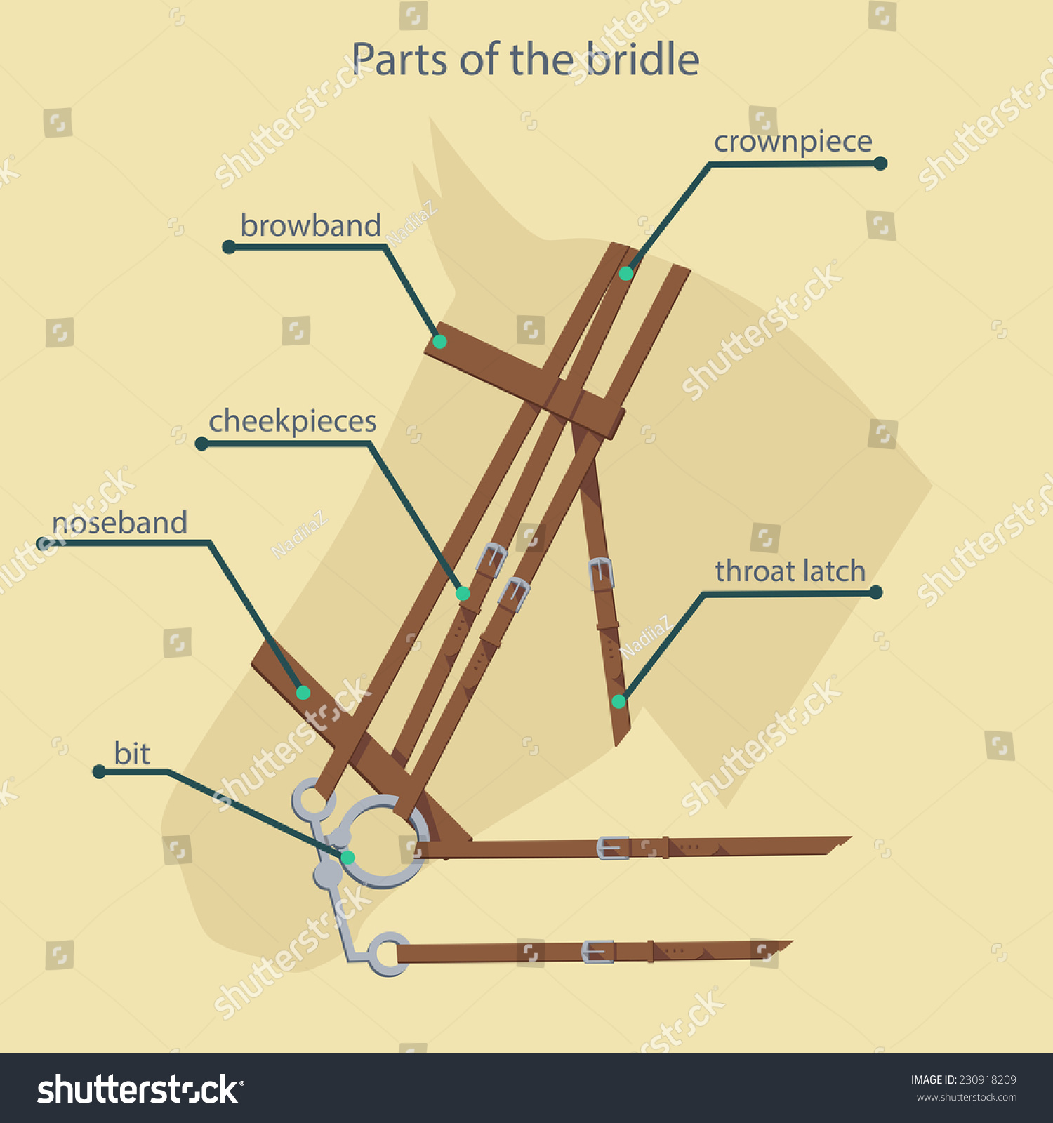 Parts Bridle Names Shown On Horse Stock Vector Royalty Free