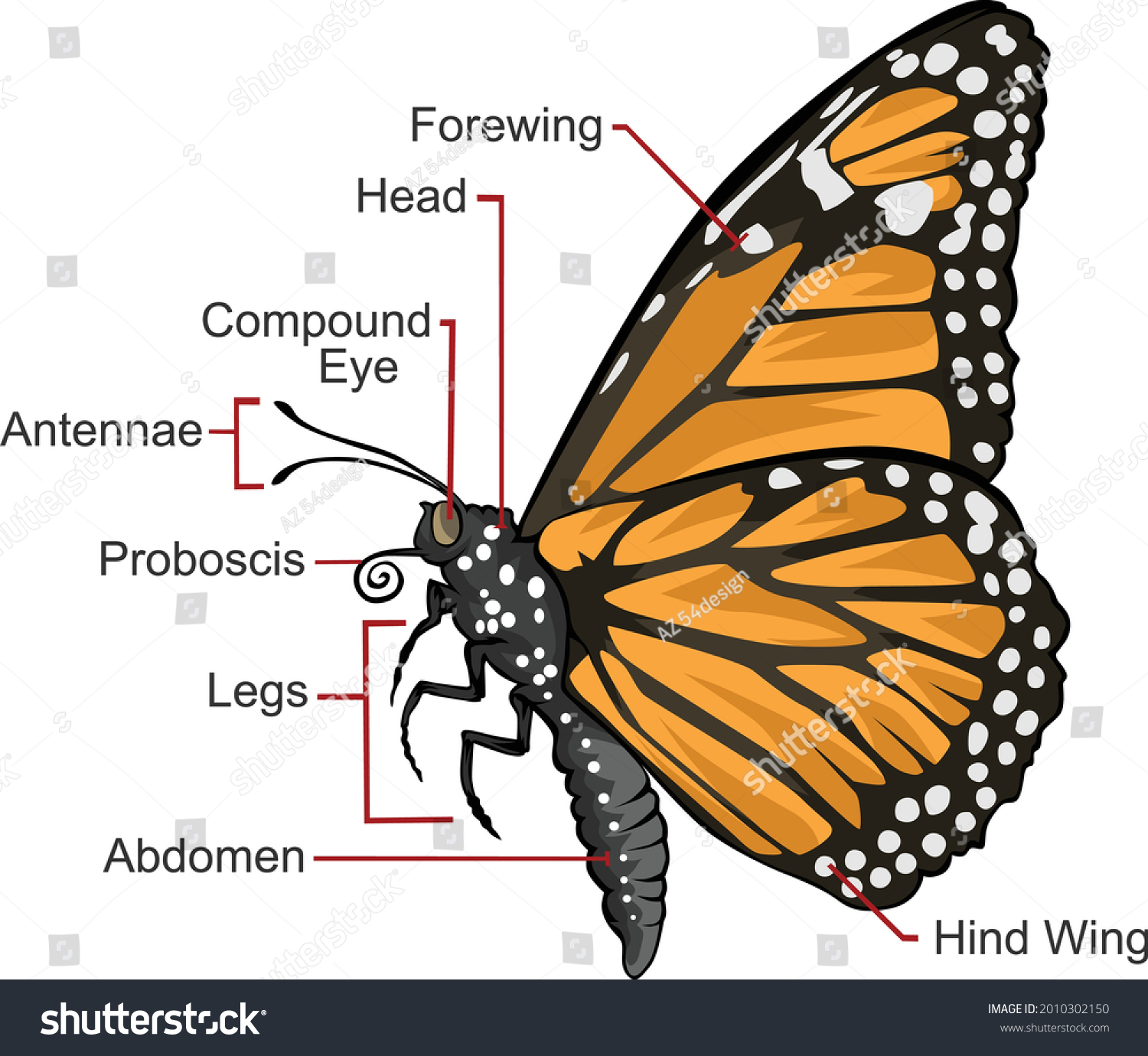 butterfly-body-parts-stock-vectors-images-vector-art-shutterstock