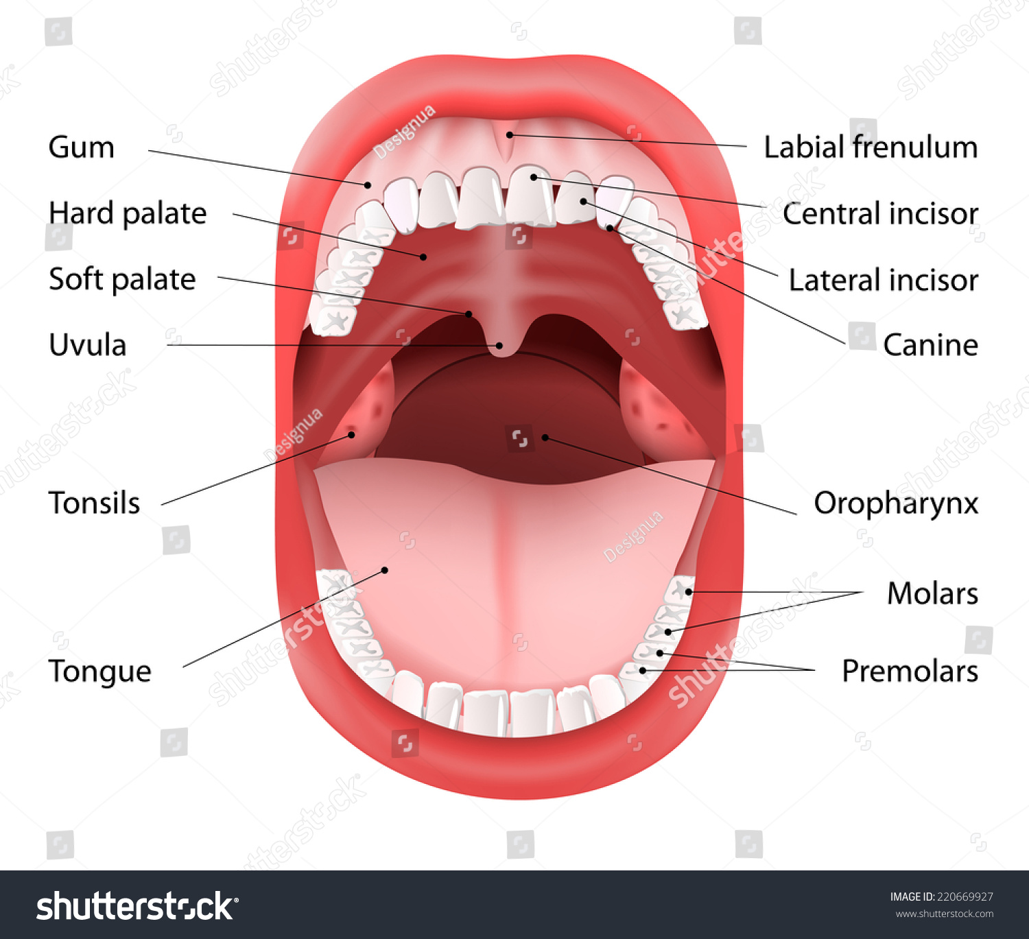 Parts Of The Mouth Diagram 22