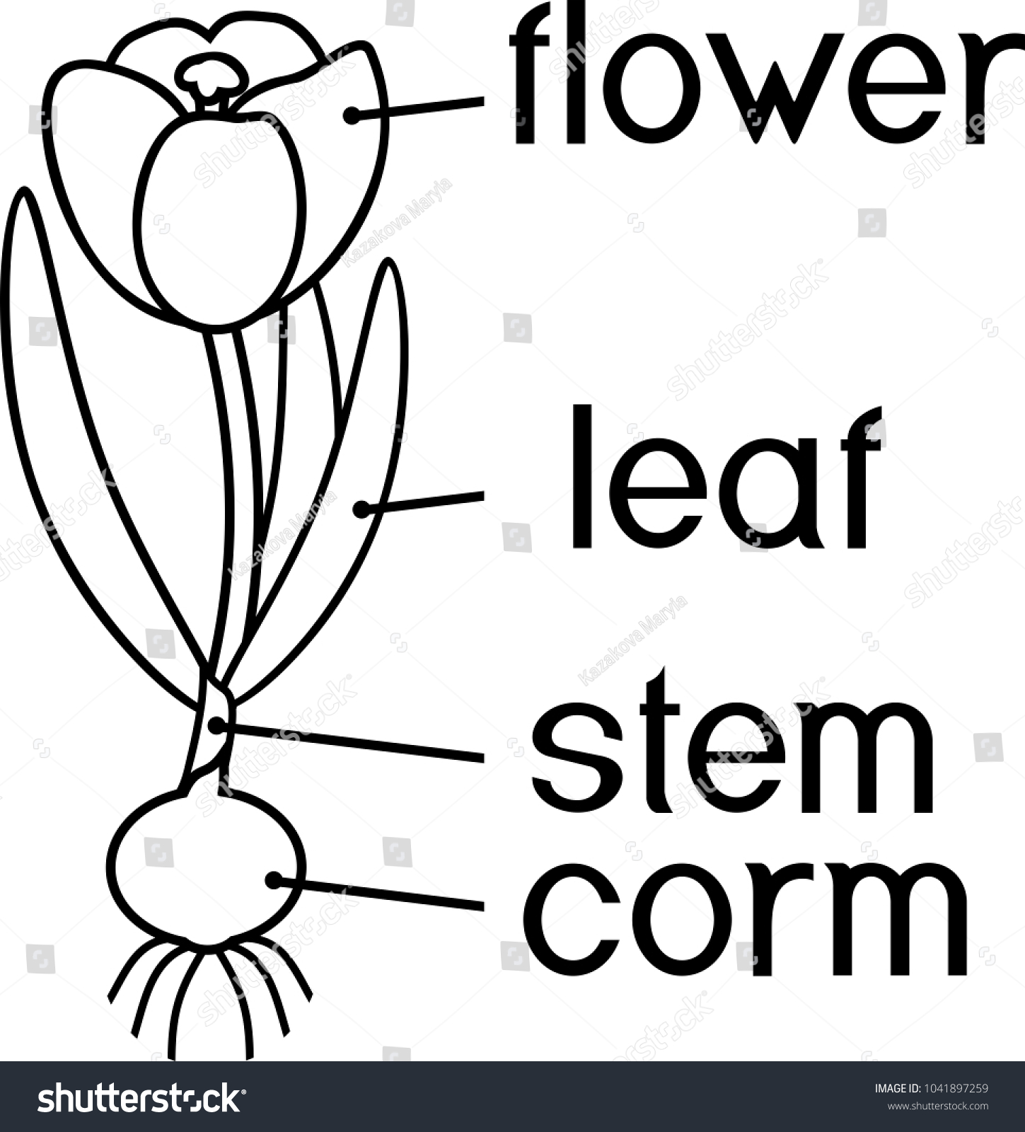 Parts of plant coloring page Morphology of flowering crocus plant with corm flower and