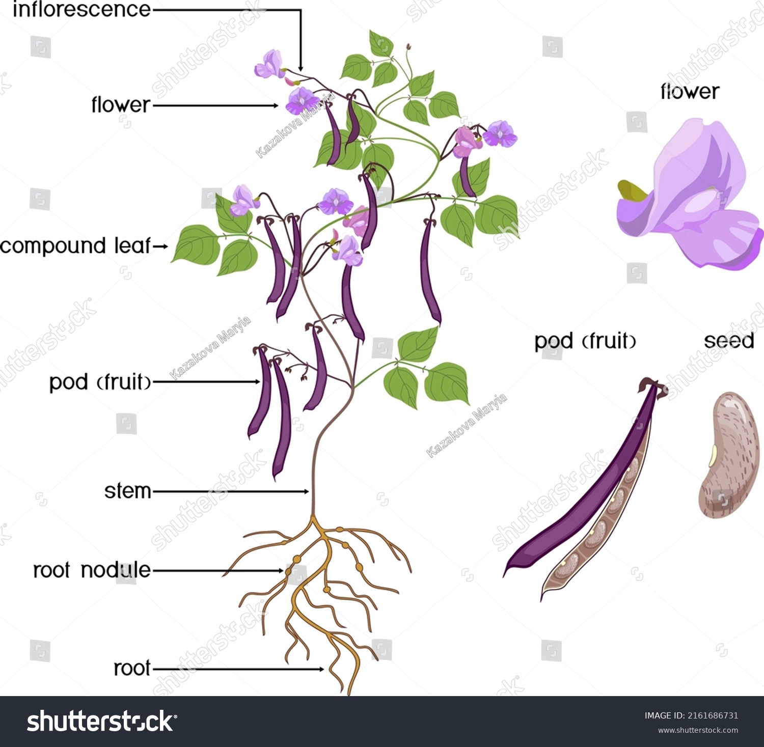 834 Fruit morphology Images, Stock Photos & Vectors | Shutterstock