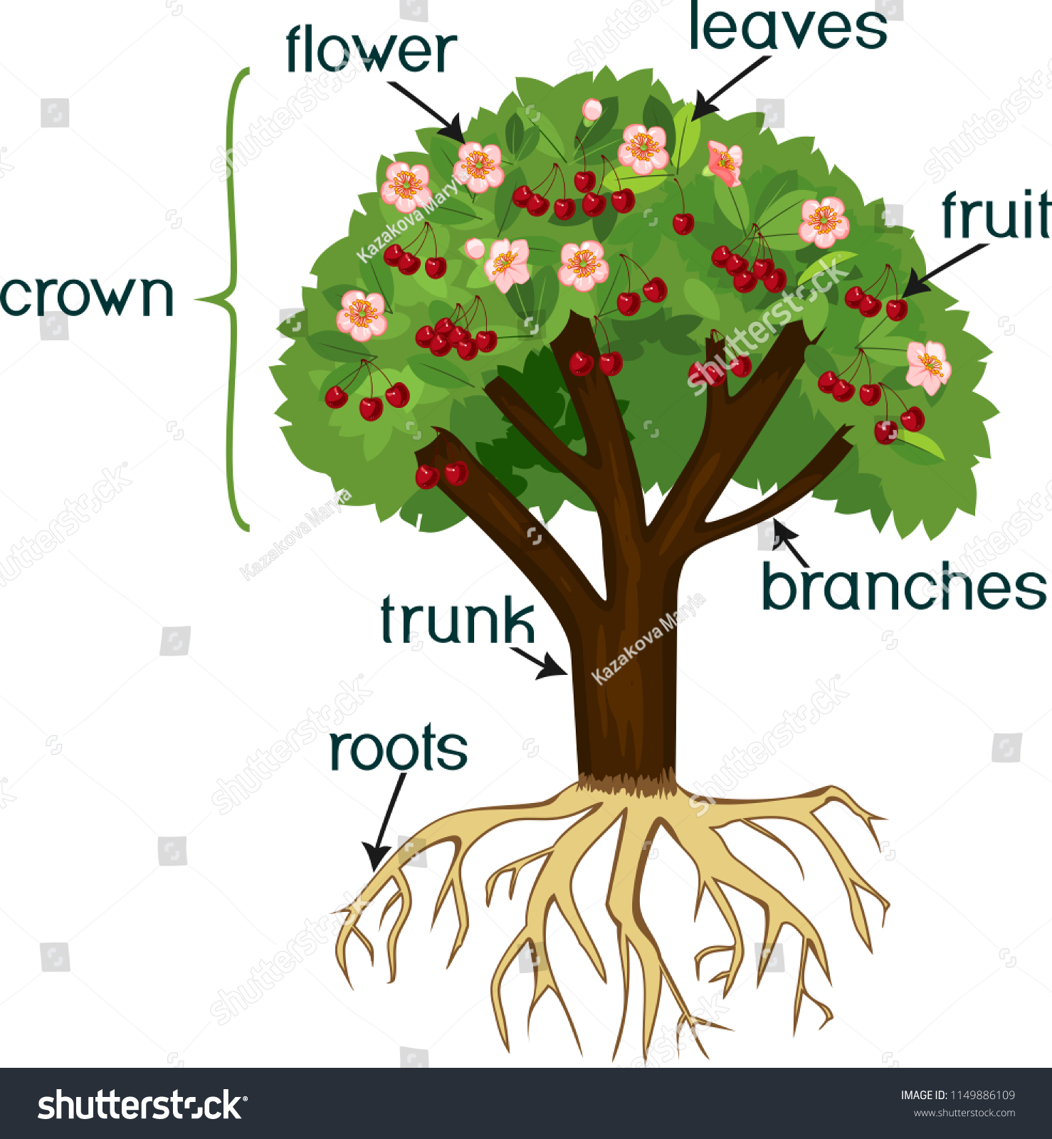 Parts Plant Morphology Cherry Tree Root のベクター画像素材 ロイヤリティフリー