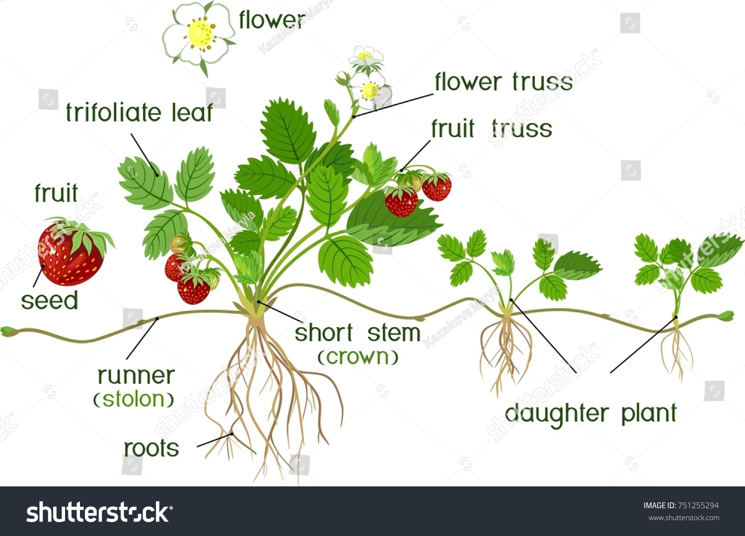 Parts Plant Morphology Garden Strawberry Plant 库存矢量图 免版税