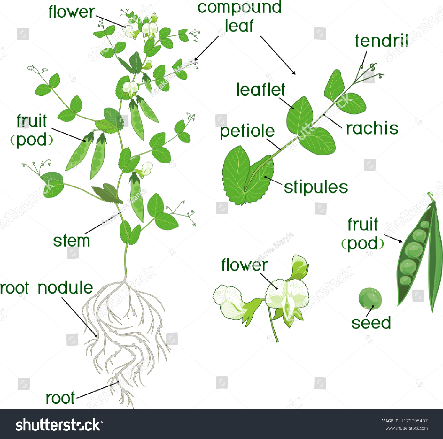 parts plant morphology pea plant fruits stock vector (royalty free Avocado Plant Diagram parts of plant morphology of pea plant with fruits, flowers, green leaves and