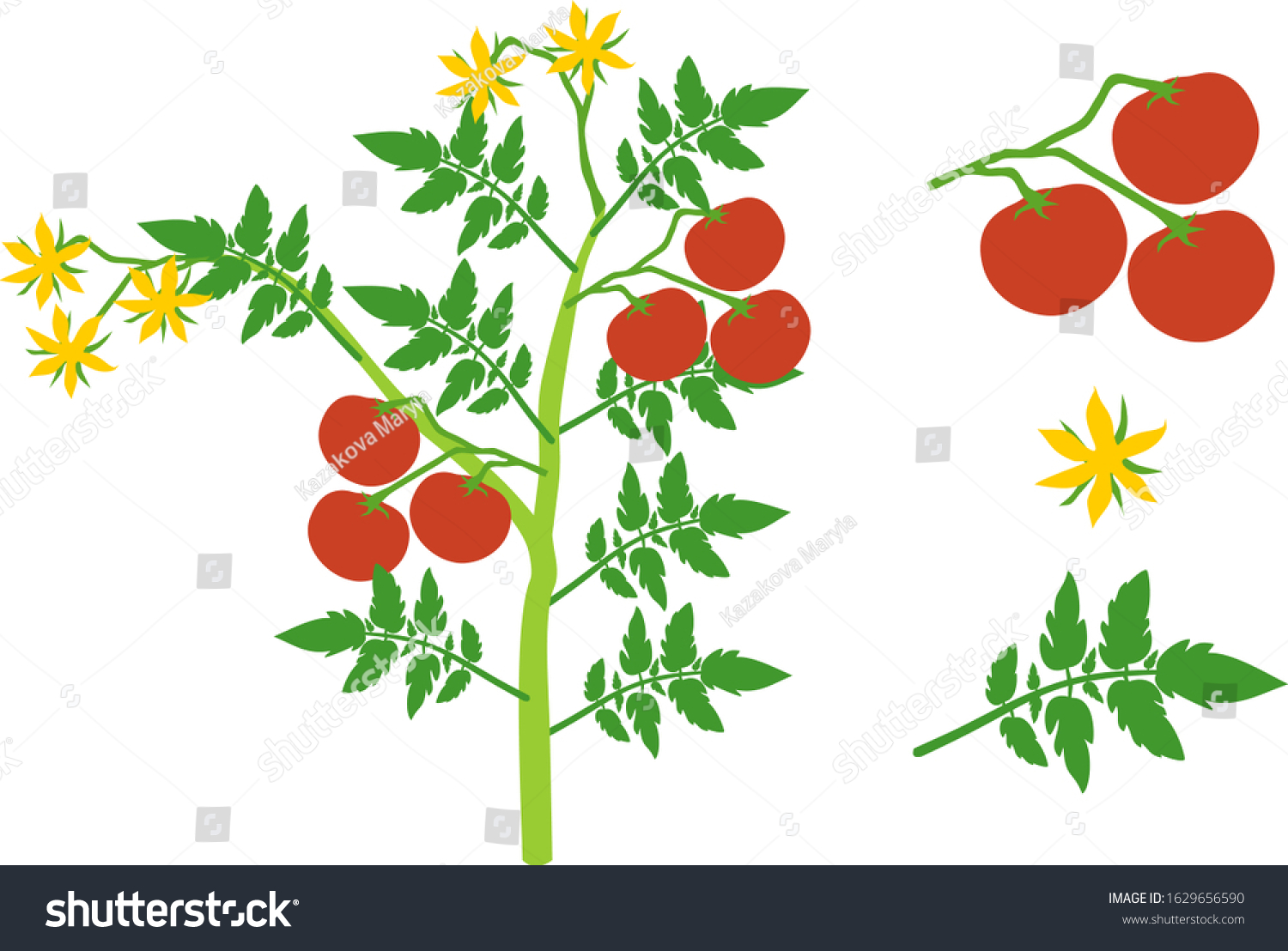 Parts Plant Morphology Tomato Plant Green Stock Vector (royalty Free 