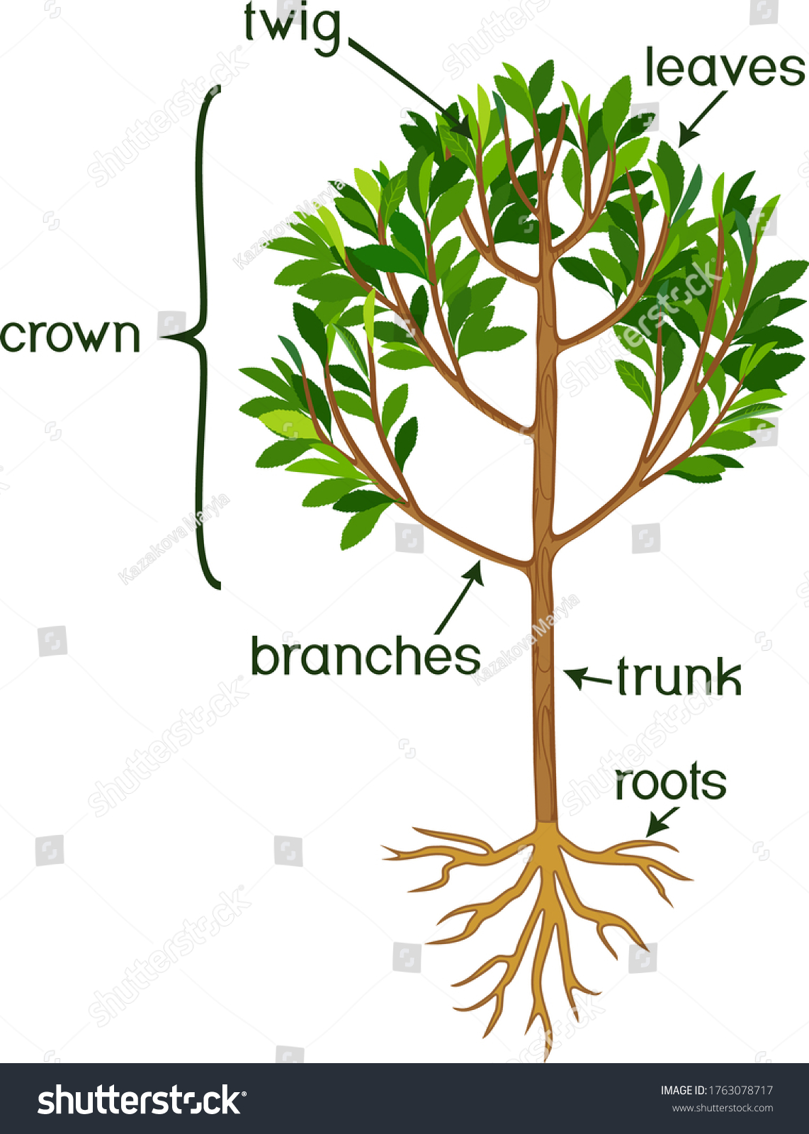 Parts Plant Morphology Tree Green Crown Stock Vector (Royalty Free ...