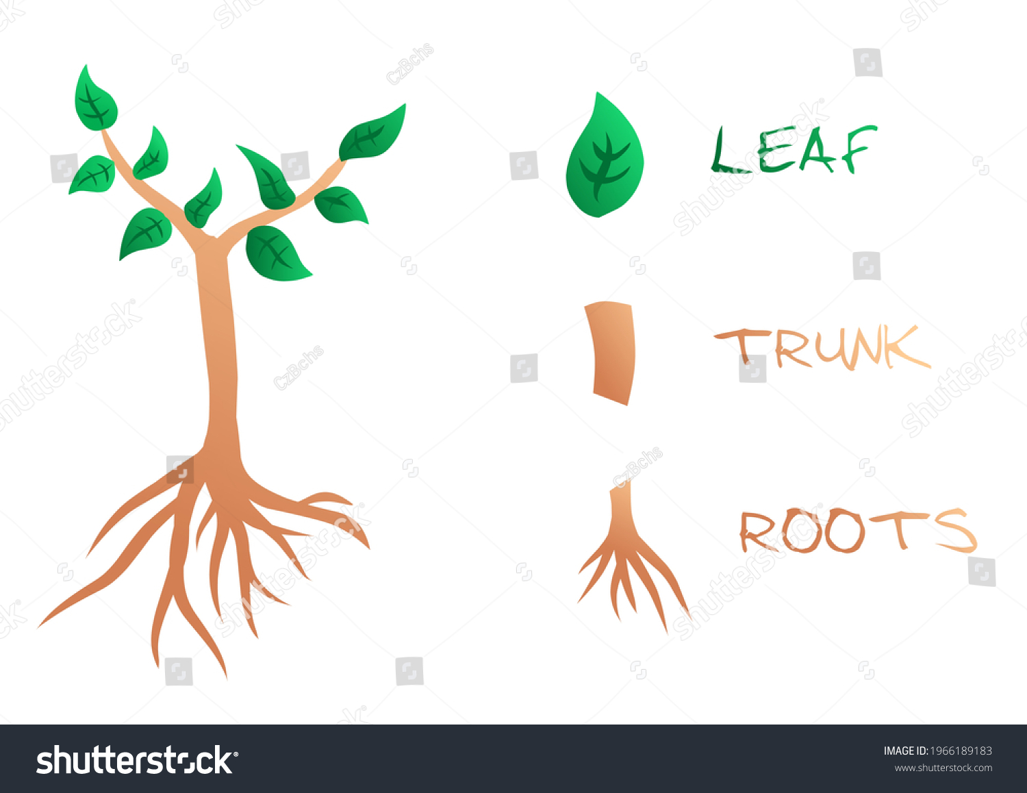 Parts Plants Their Illustrations Stem Leaf Stock Vector (Royalty Free ...