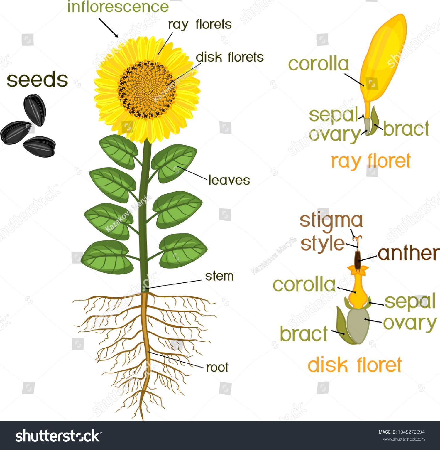 Sunflower Labeled Diagram