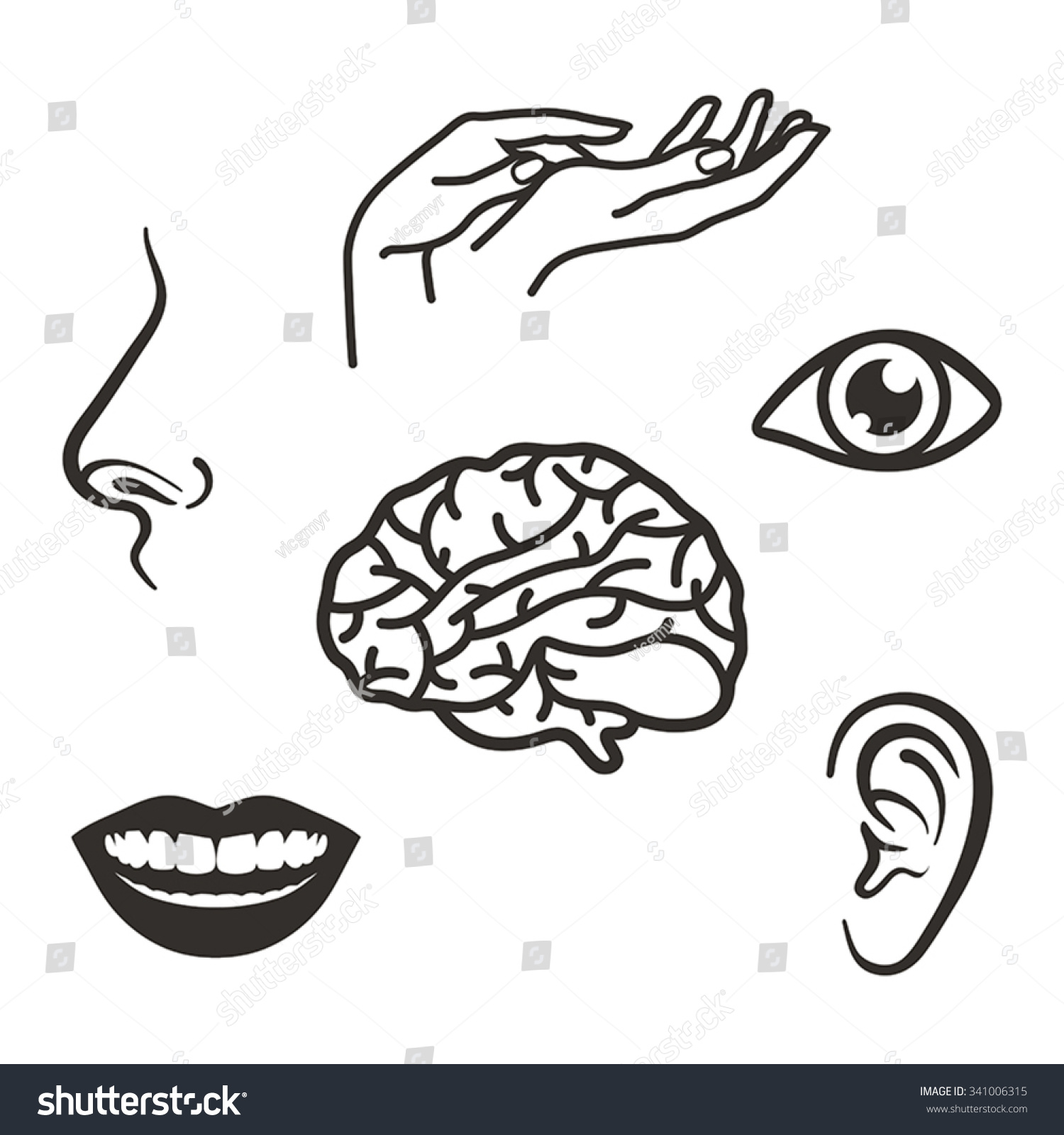 Parts Face Body Five Senses Stock Vector 341006315 - Shutterstock