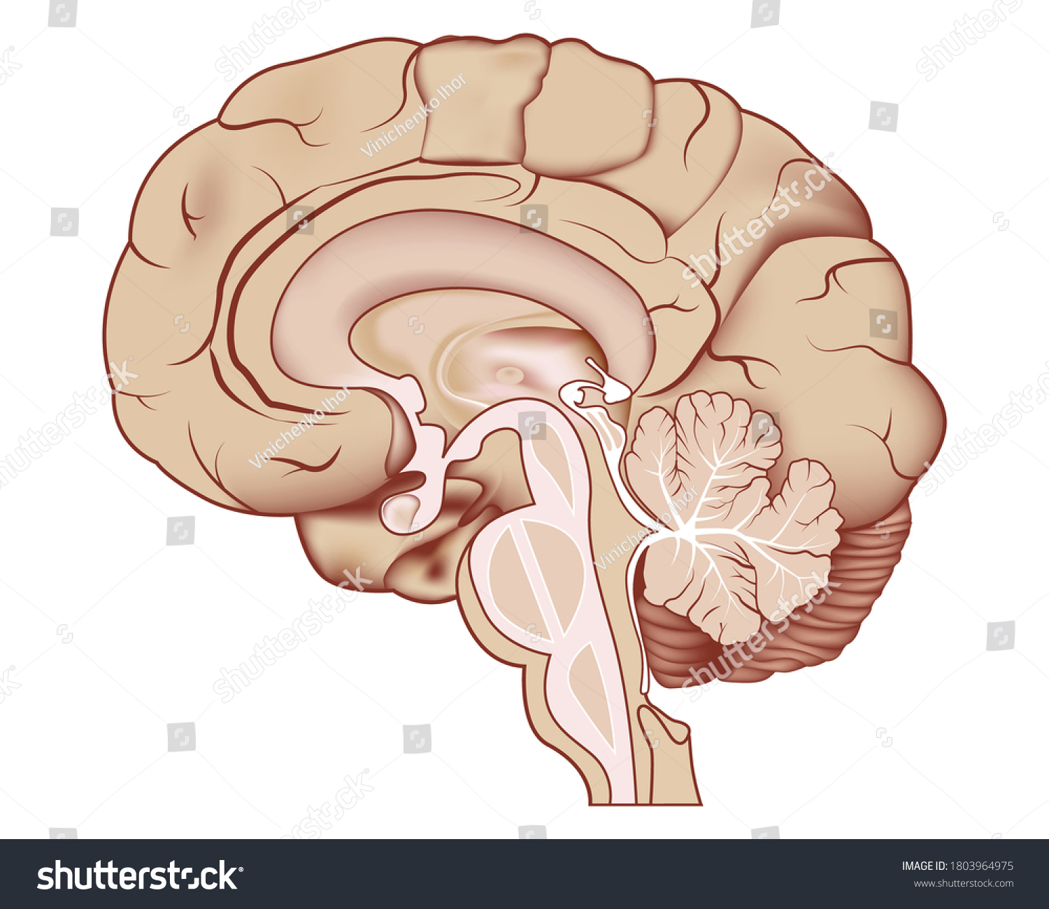 SVG of Parts of the human brain. Vector illustration. Medical illustration. svg