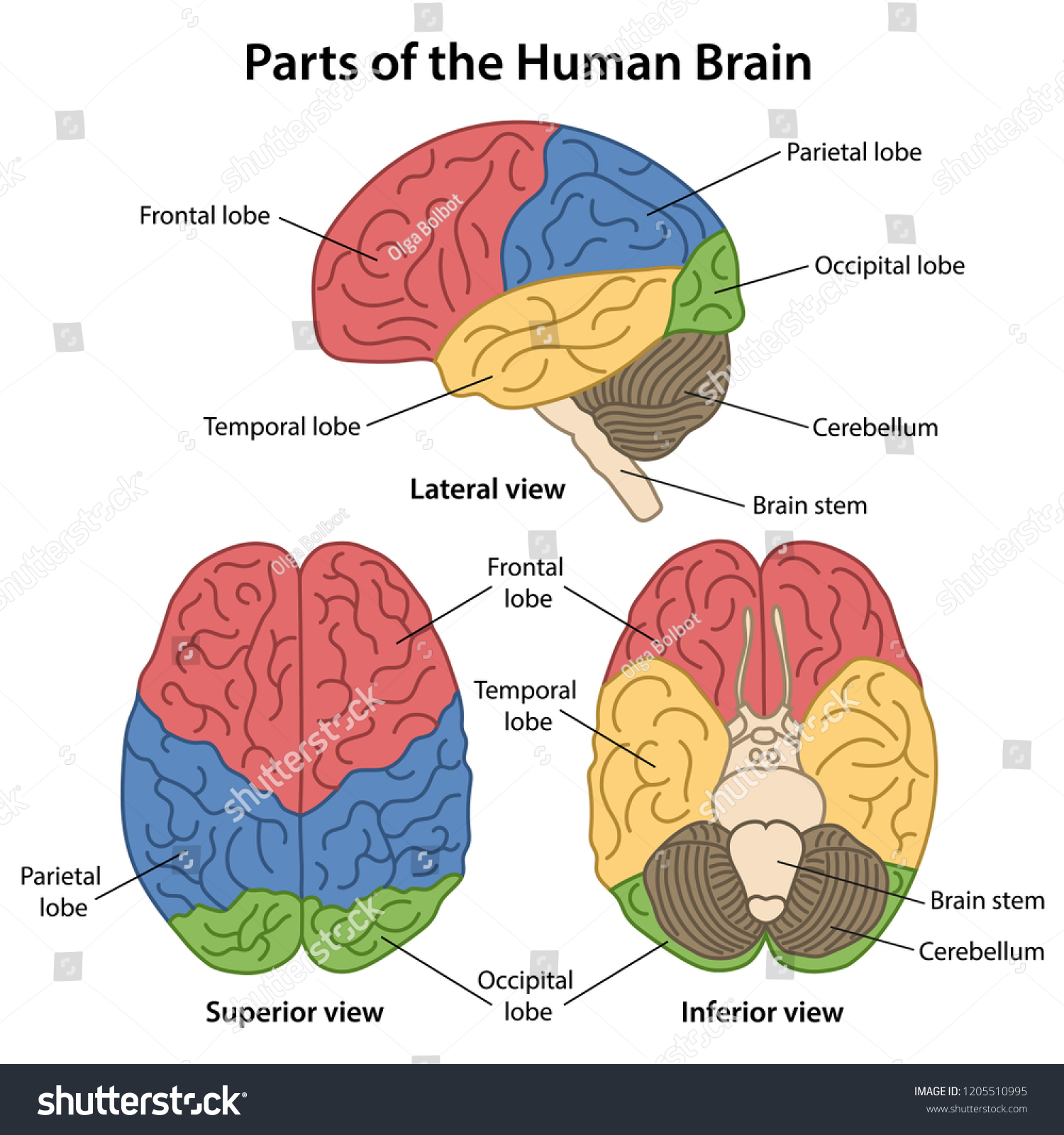Parts Human Brain Labeled Lateral Superior เวกเตอร์สต็อก ...