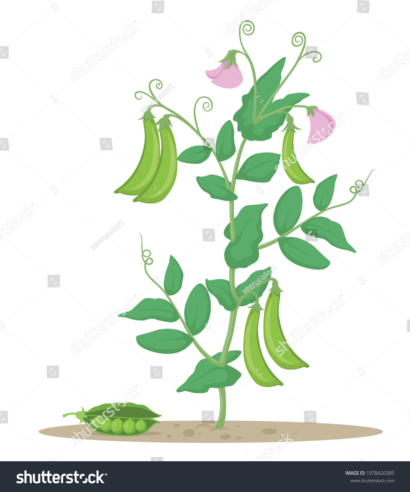 5,298 Pea plant cartoon Images, Stock Photos & Vectors | Shutterstock