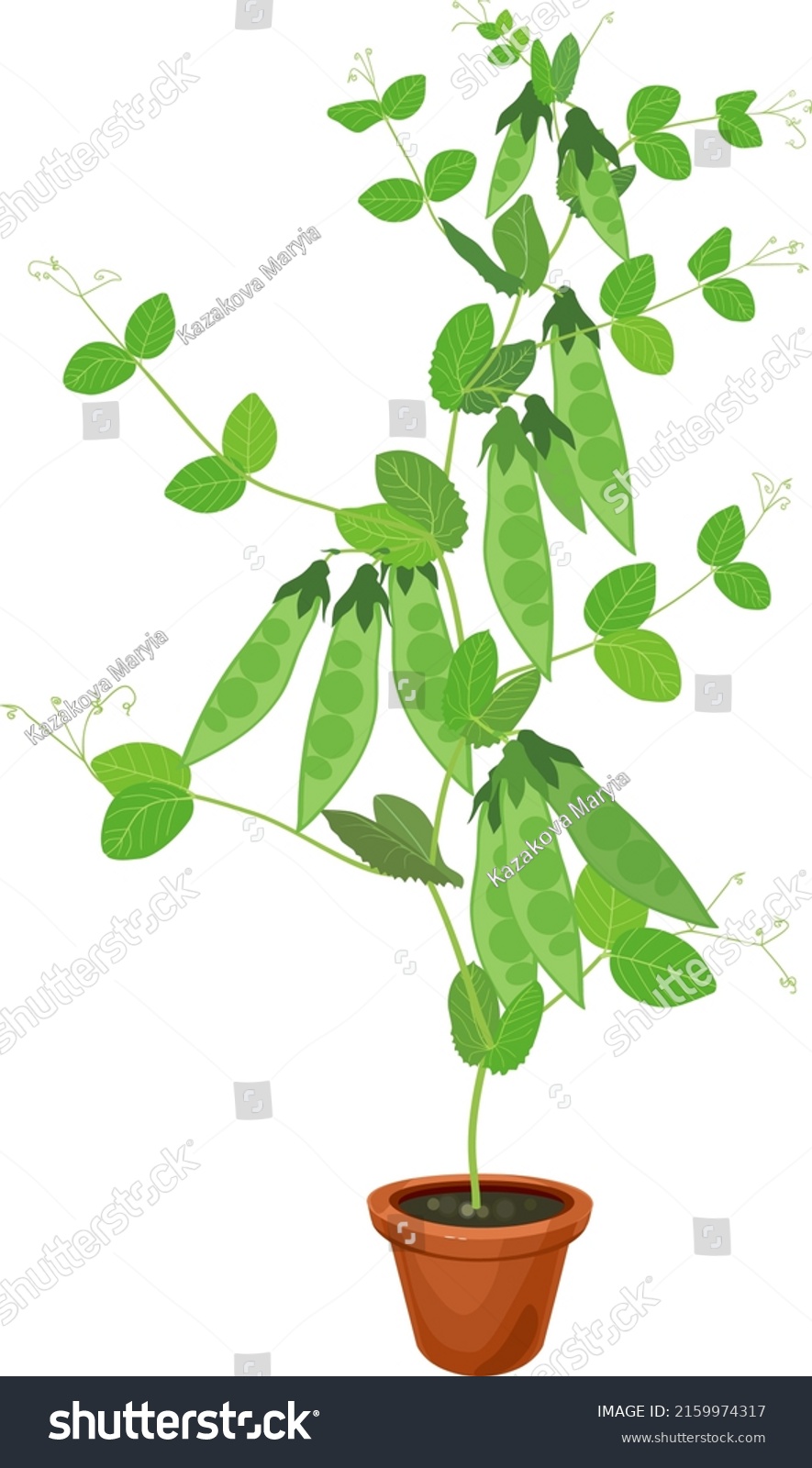 Pea Plant Green Fruits Leaves Flower Stock Vector (Royalty Free ...