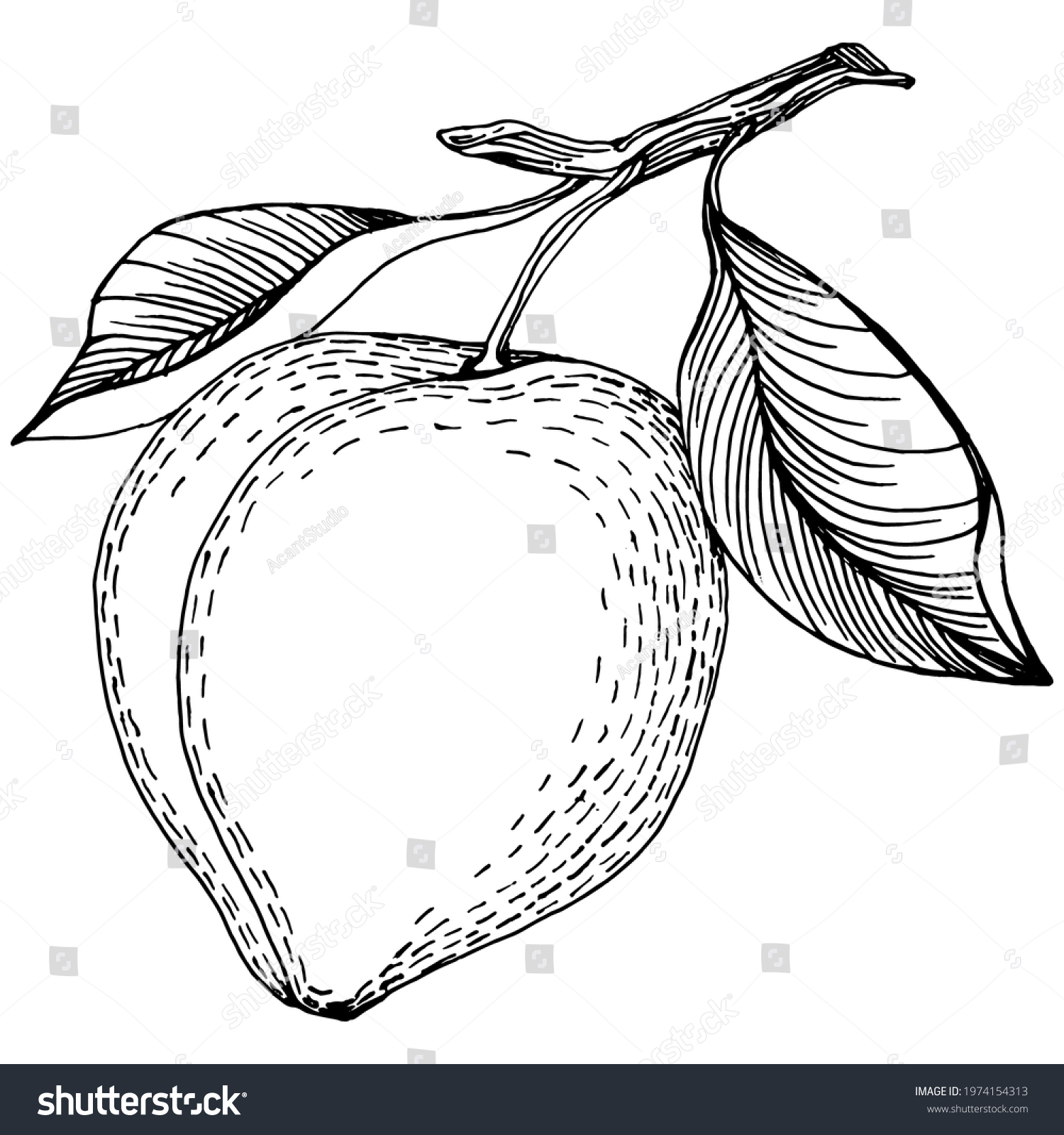 Peach Sketch Vector Isolated Hand Drawn Stock Vector (Royalty Free ...