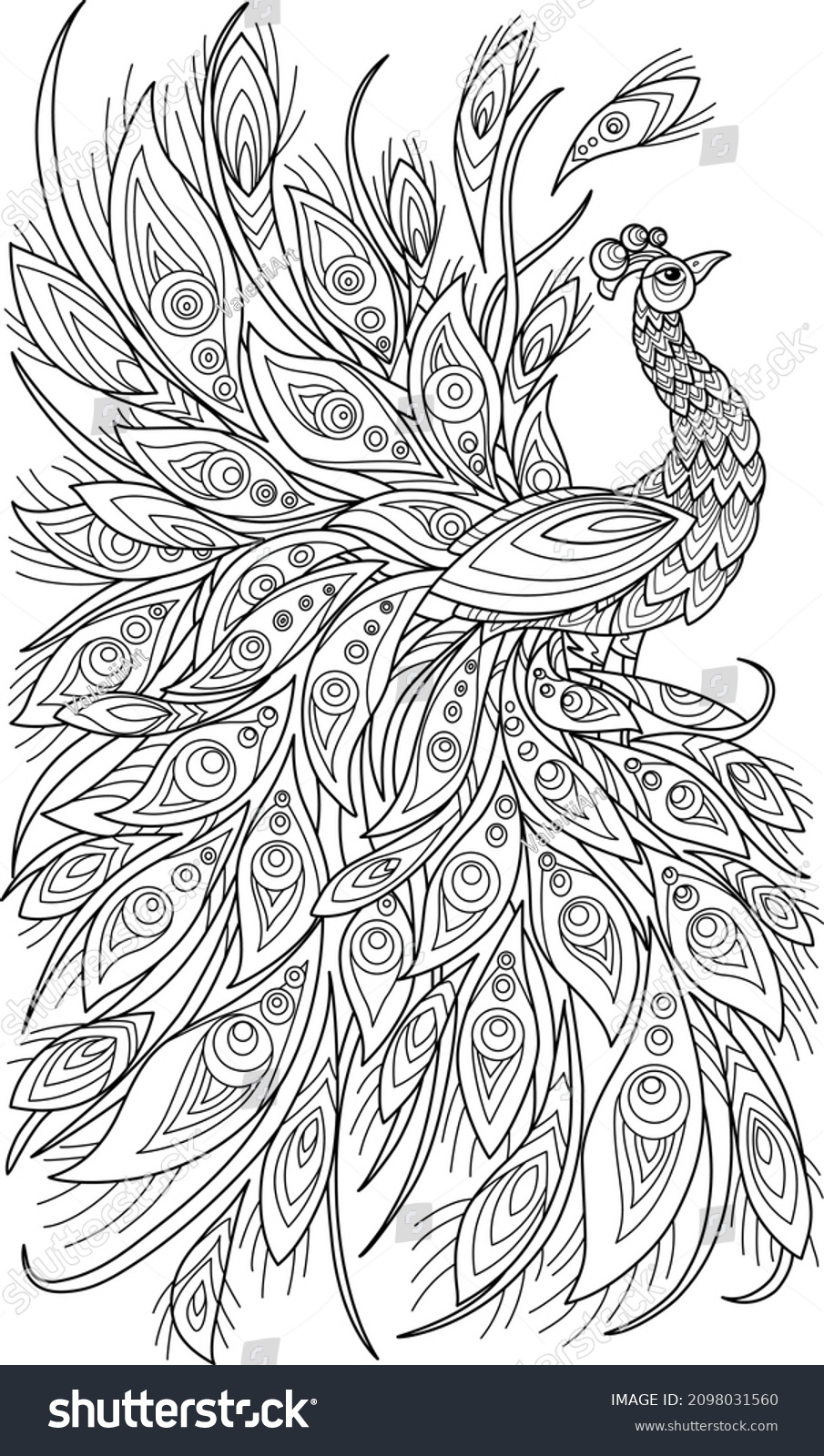 Peacock Coloring Book Adults Illustration Antistress Stock Vector ...