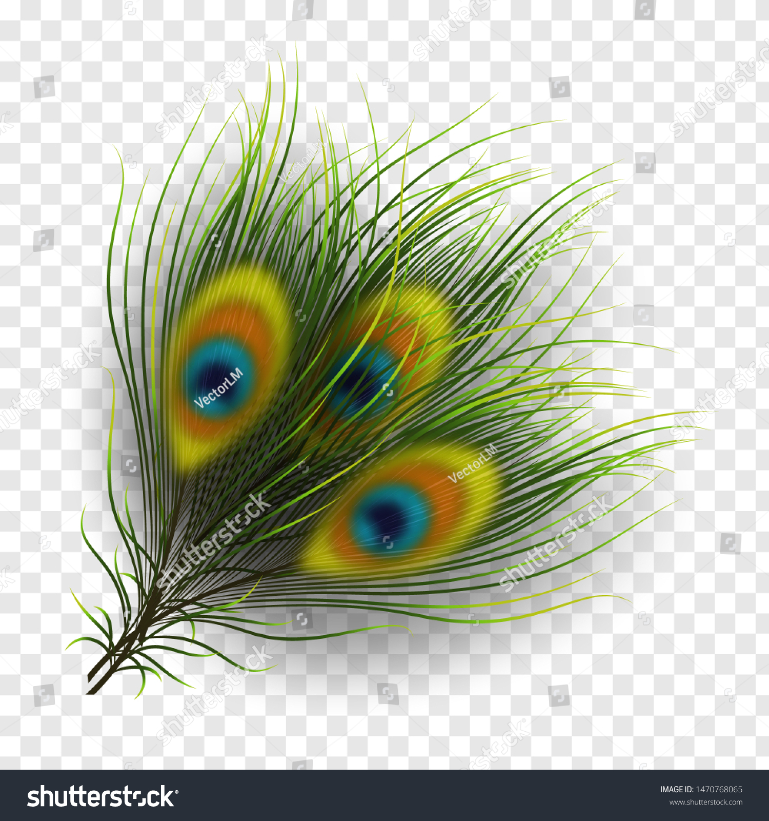 Featured image of post Peacock Feather Transparent Background