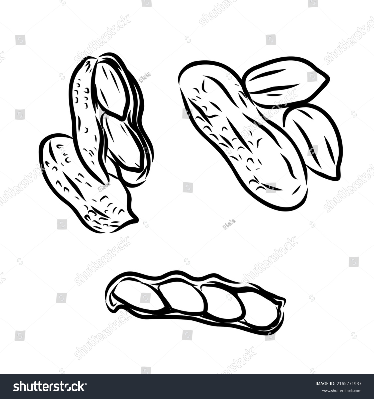 Peanut Nut Seed Vector Isolated On Stock Vector (Royalty Free ...