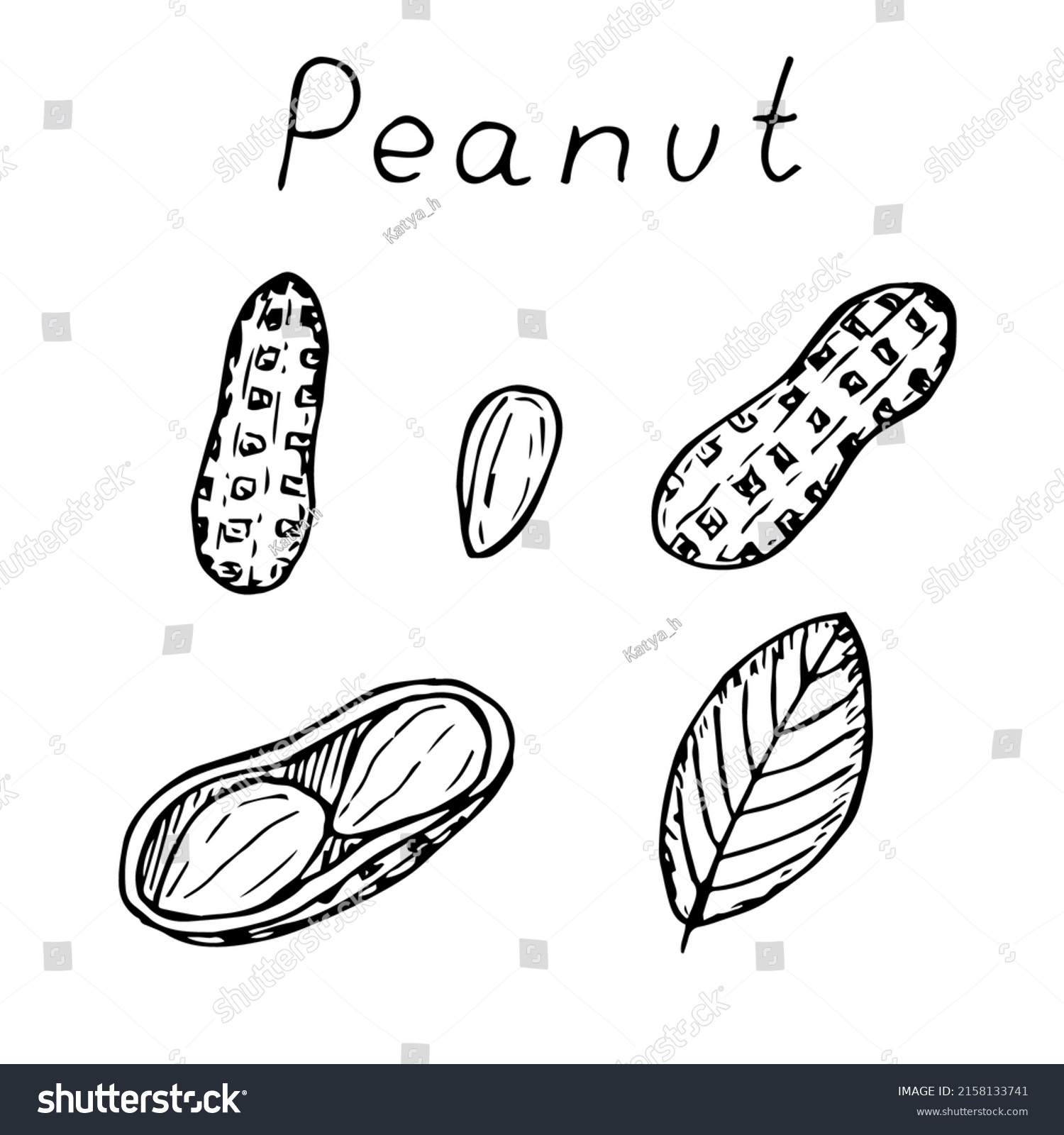 Peanuts Set Vector Illustration Hand Drawing Stock Vector (Royalty Free ...