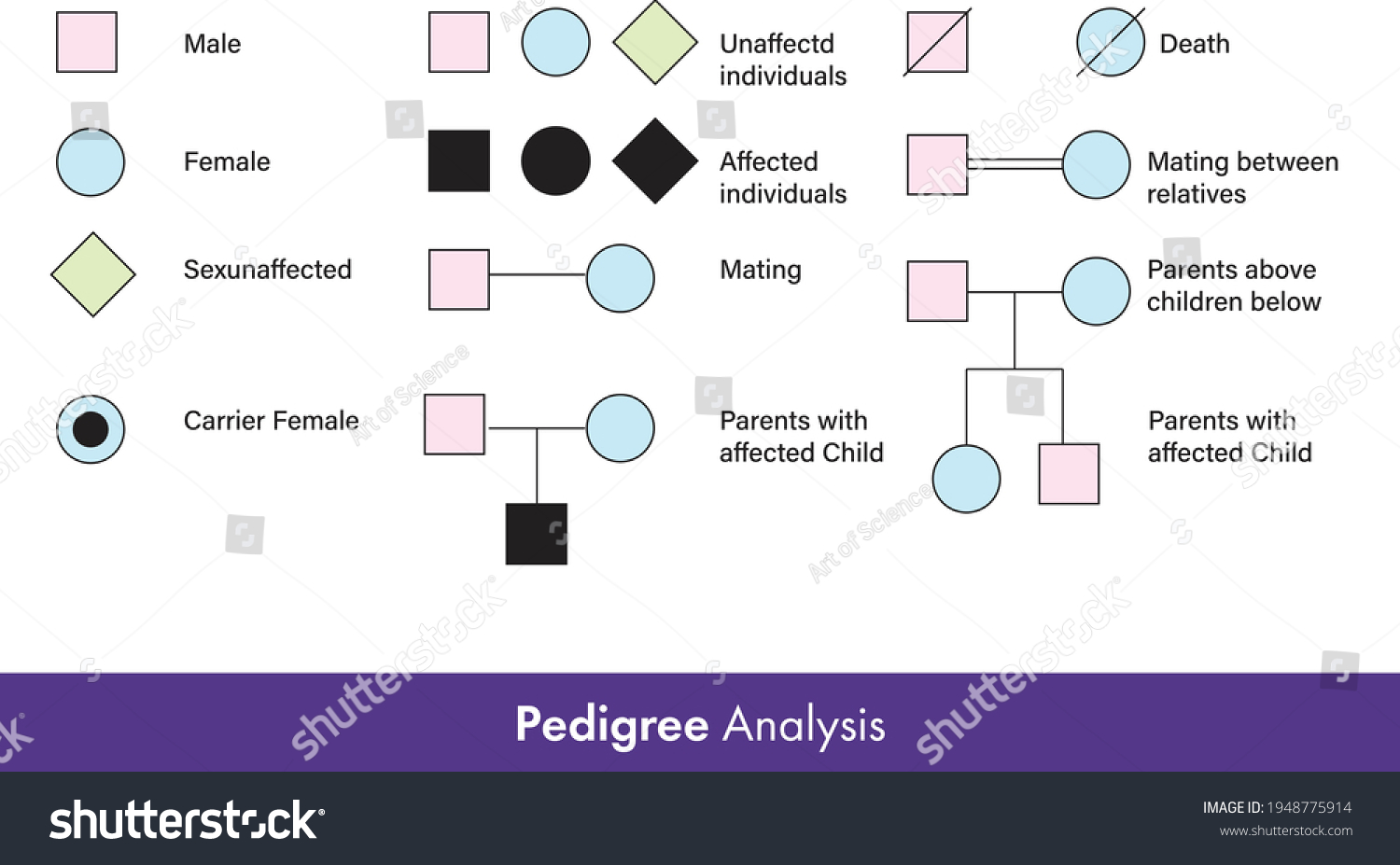 Pedigree Analysis Family History Hereditary Diseases Stock Vector ...