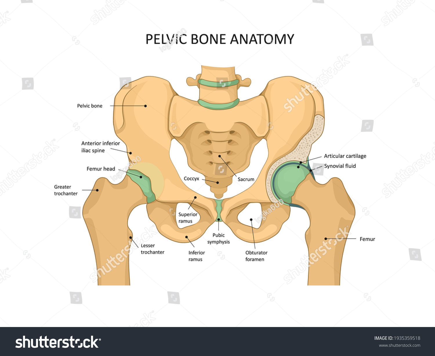 Pelvis Images Stock Photos Vectors Shutterstock