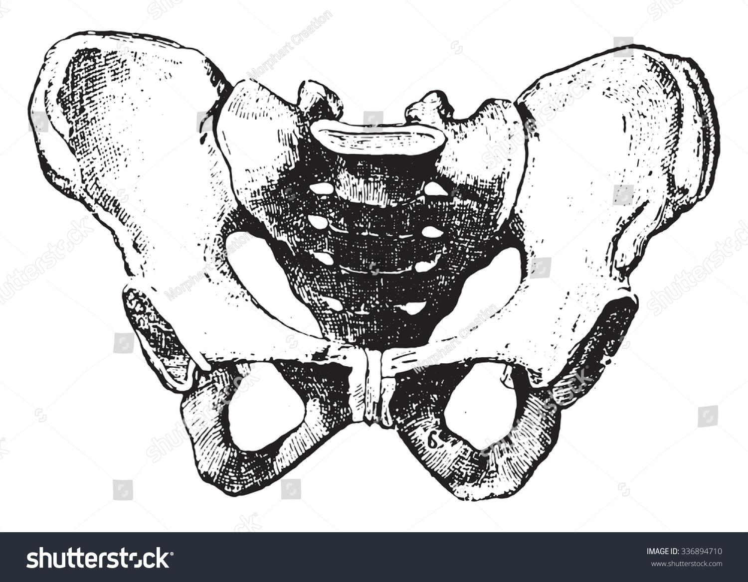 Pelvis Vintage Engraved Illustration Dictionary Words Stock Vector ...