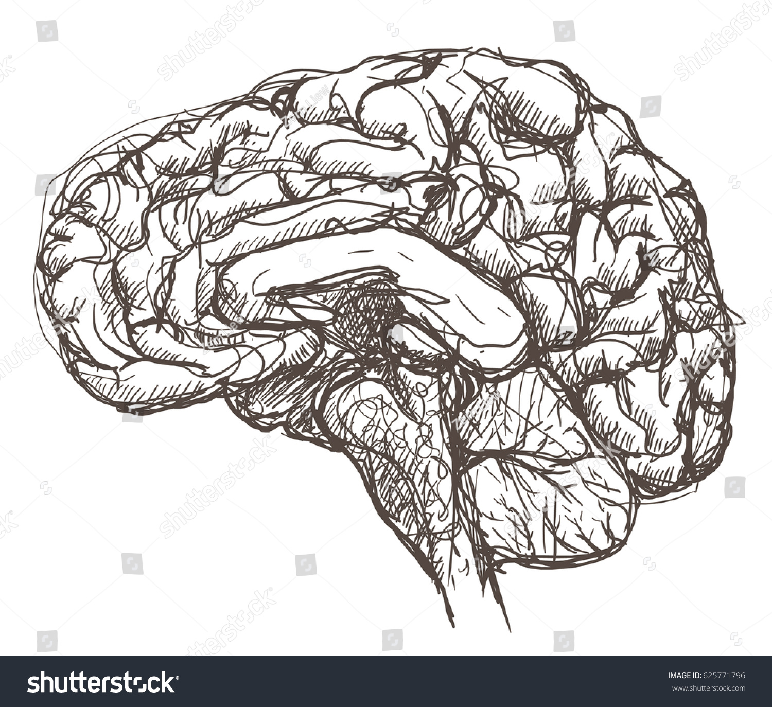 Pen Sketch Human Brain Shown Cross Vector de stock625771796: Shutterstock