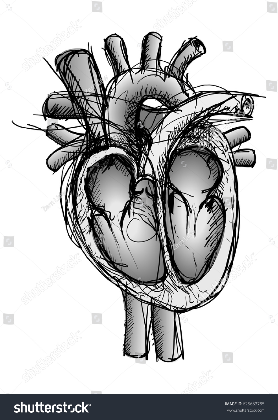 Pen Sketch Human Heart Main Veins Stock Vector 625683785 ...