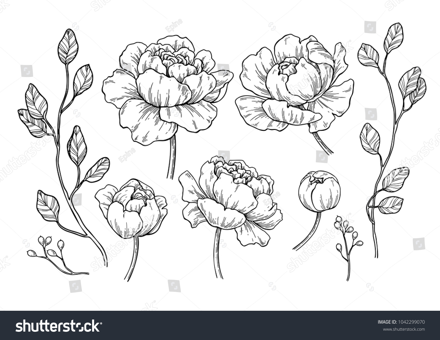 Peony Flower Leaves Drawing Vector Hand Stock Vector (Royalty Free ...