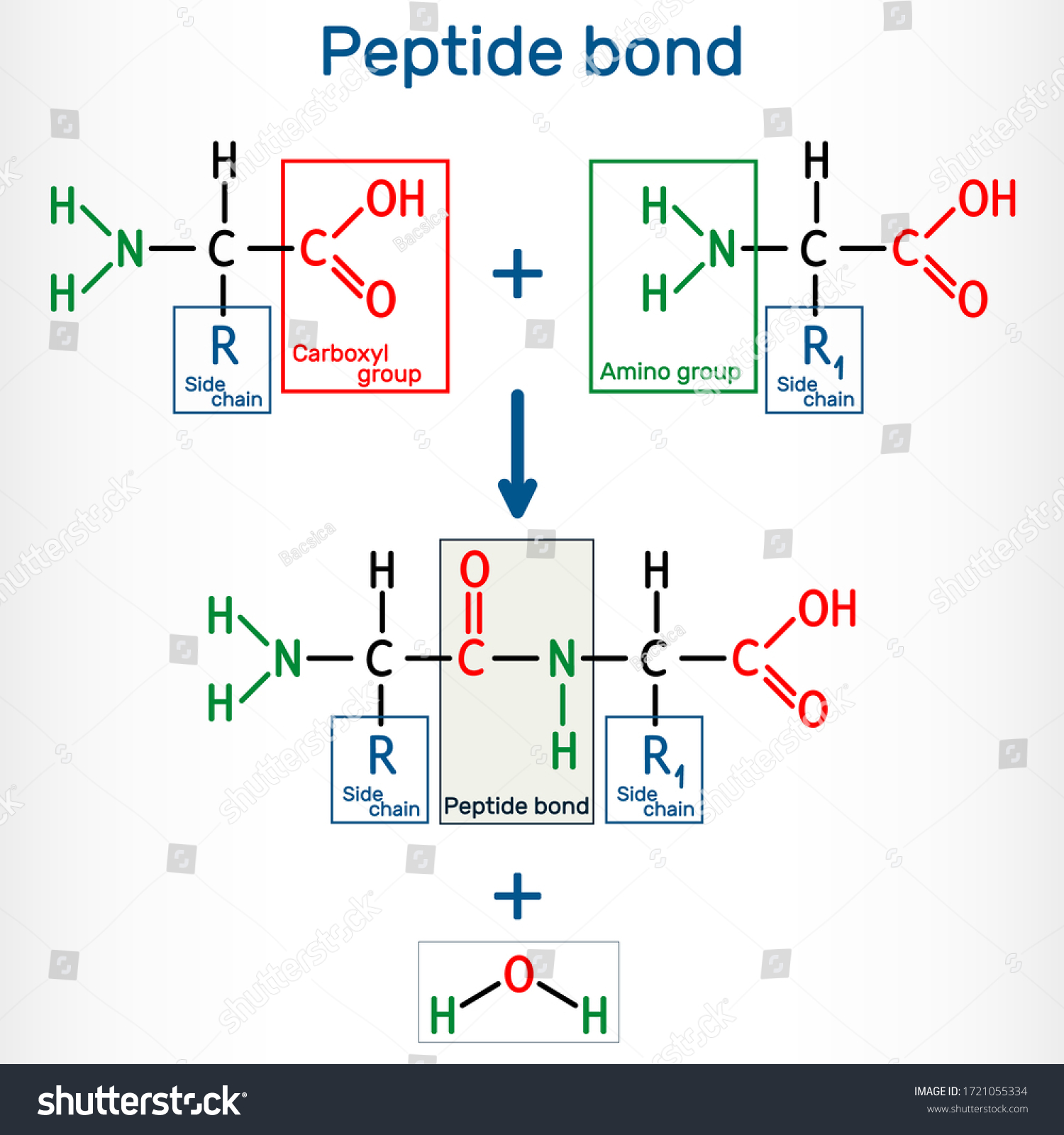 Peptide Bond Formation Amide Bonds Two 库存矢量图 免版税 1721055334