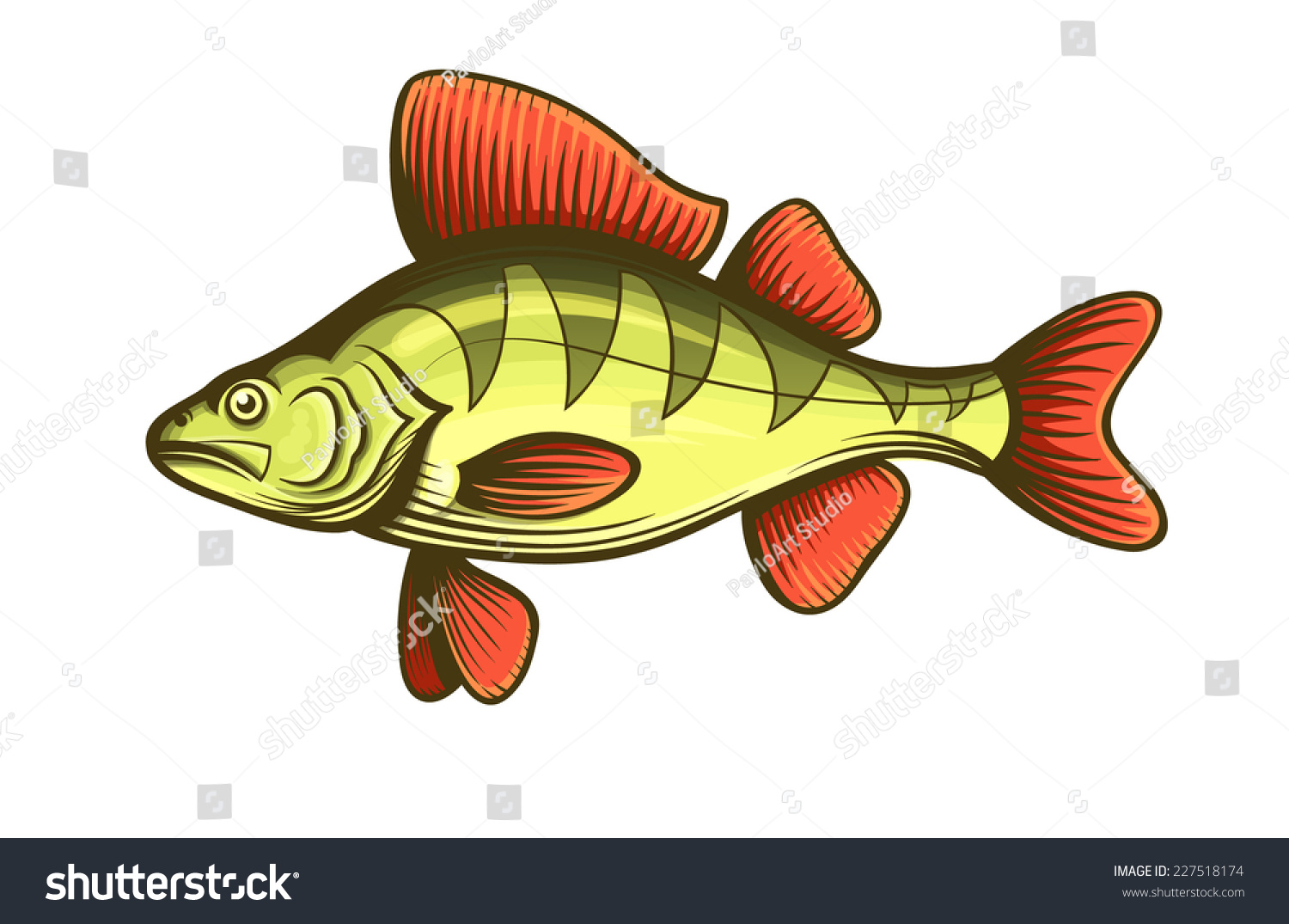 Download Perch Fish Color Engraving Vector Illustration Stock Vector 227518174 - Shutterstock