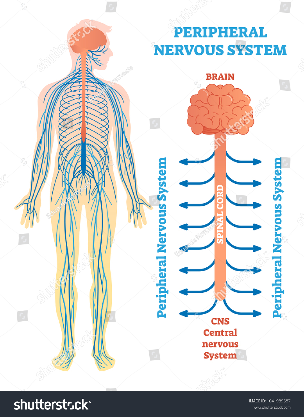 脳 脊髄 神経を含む 末梢神経系の医療ベクターイラスト図 教育計画のポスター のベクター画像素材 ロイヤリティフリー
