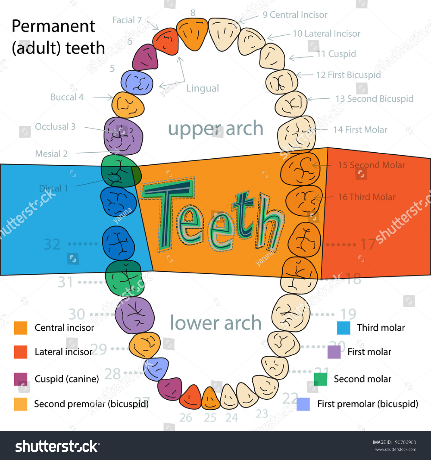 Permanent Teeth Stock Vector 190706900 - Shutterstock