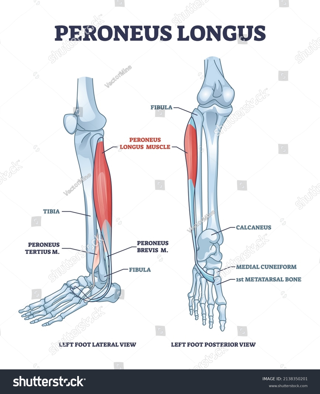 Peroneus Longus Muscle Leg Muscular Skeletal Stock Vector (Royalty Free ...